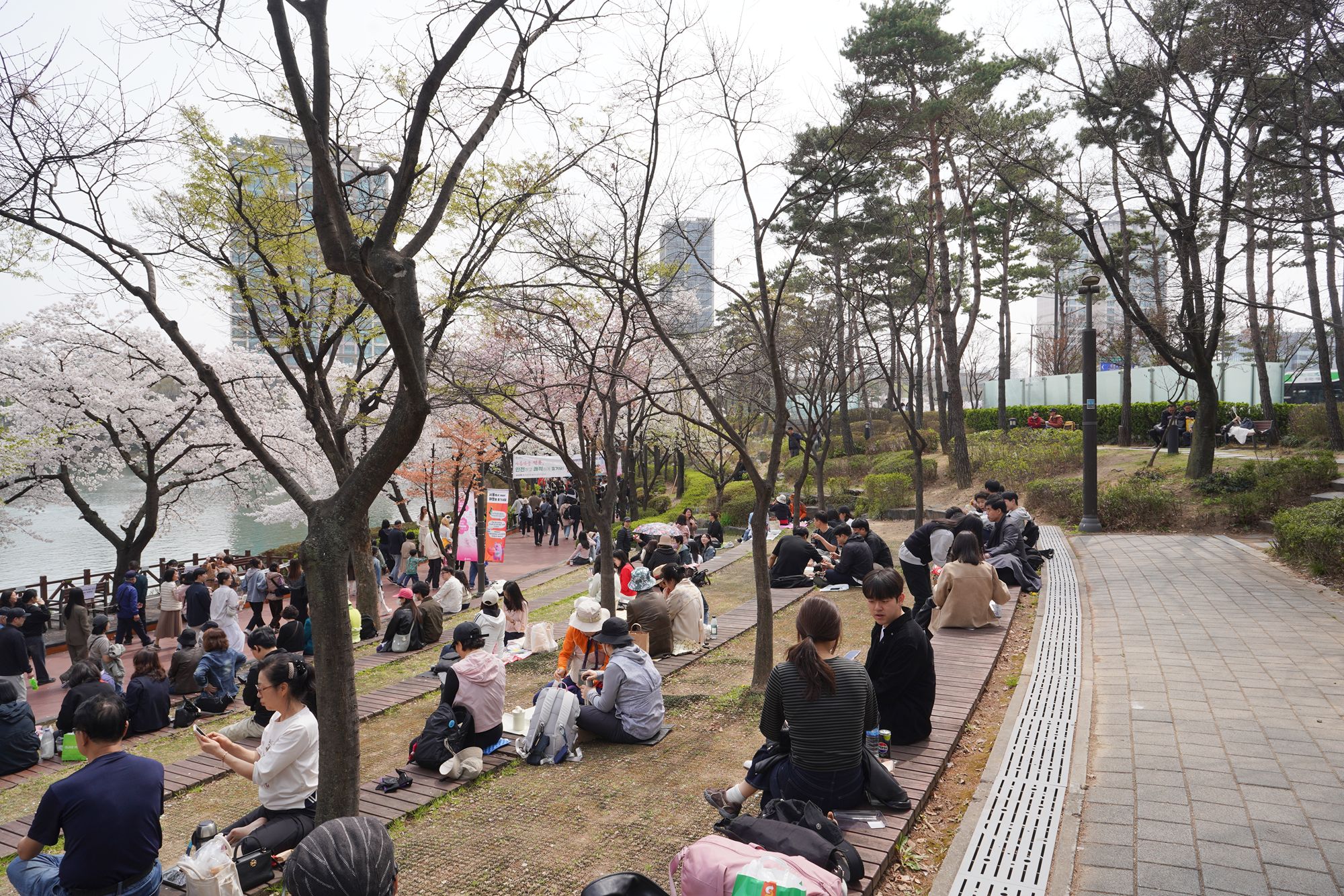 Seokchon Lake Cherry Blossom Festival and HongDae (6) Seokchon Lake Cherry Blossom Festival and HongDae (6)