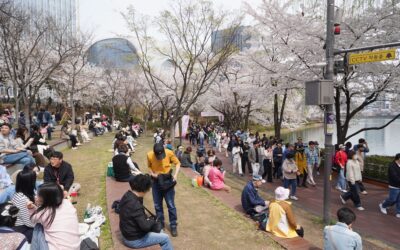 Seokchon Lake Cherry Blossom Festival and HongDae Area, Seoul, South Korea