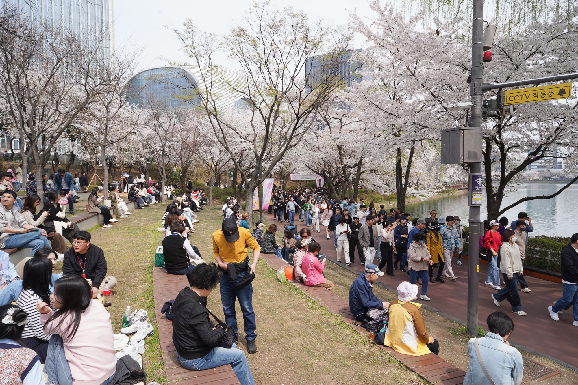 Seokchon Lake Cherry Blossom Festival and HongDae Area, Seoul, South Korea