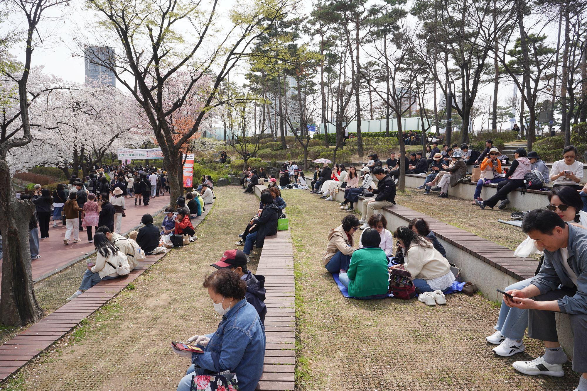 Seokchon Lake Cherry Blossom Festival and HongDae (8) Seokchon Lake Cherry Blossom Festival and HongDae (8)