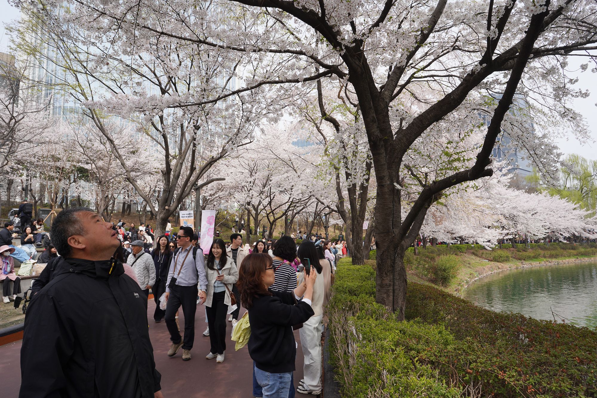 Seokchon Lake Cherry Blossom Festival and HongDae (9) Seokchon Lake Cherry Blossom Festival and HongDae (9)