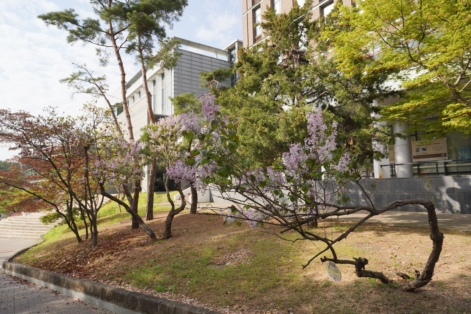 Seoul National University (41) Seoul National University (41)