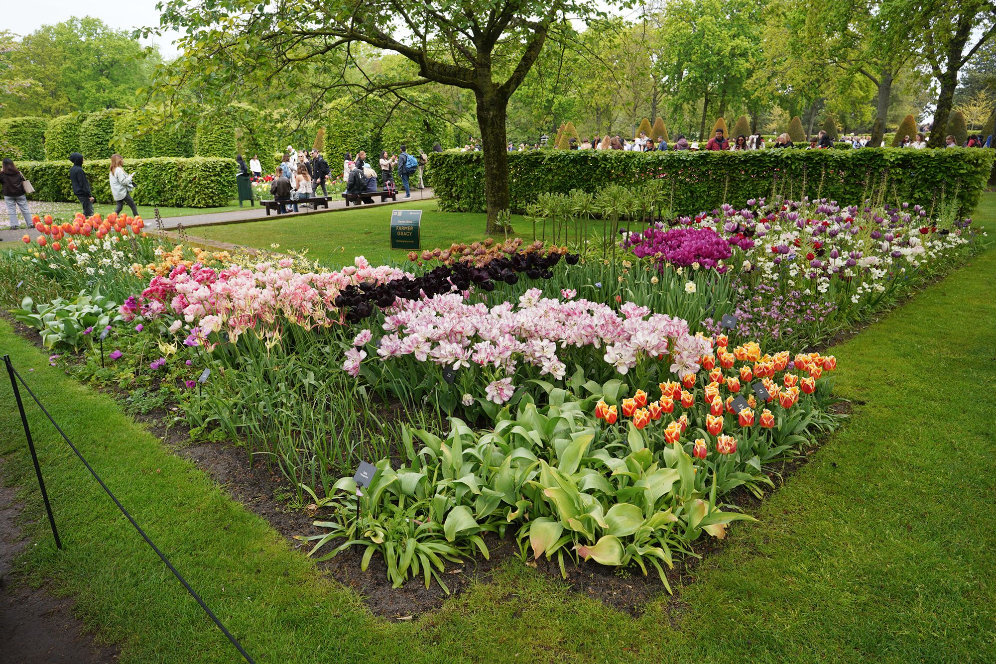 Tulip Garden I (10)
