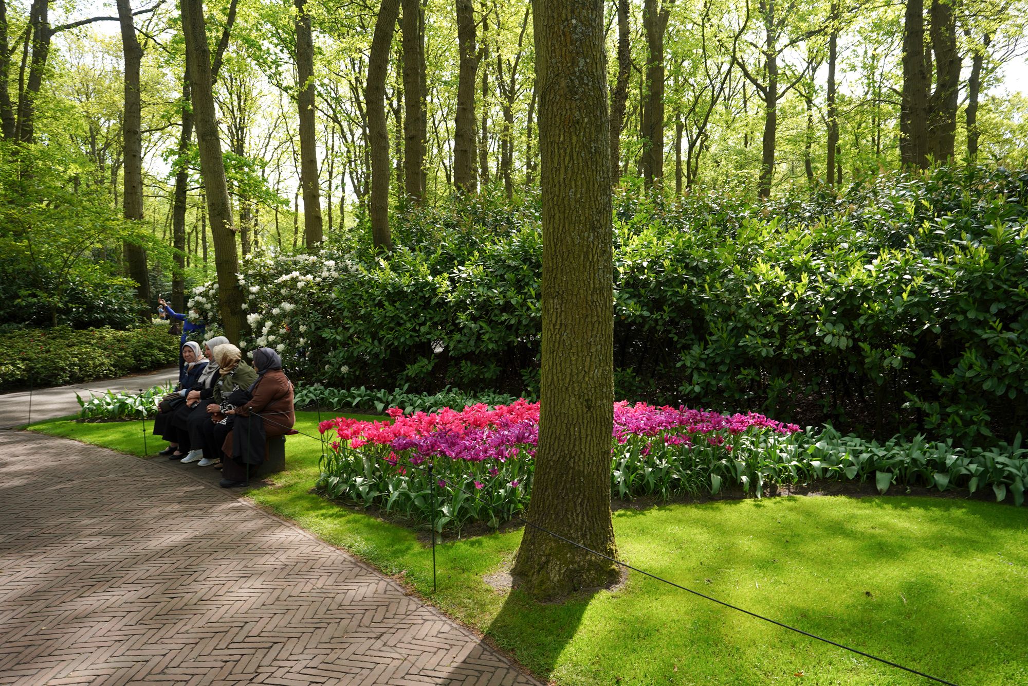 Tulip Garden I (100)