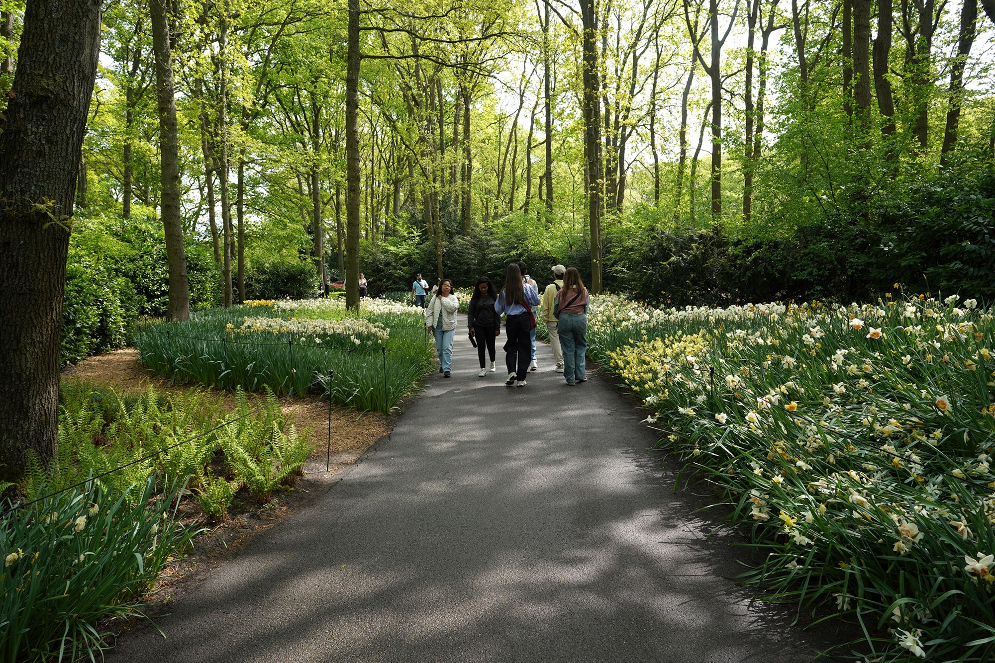 Tulip Garden I (101)