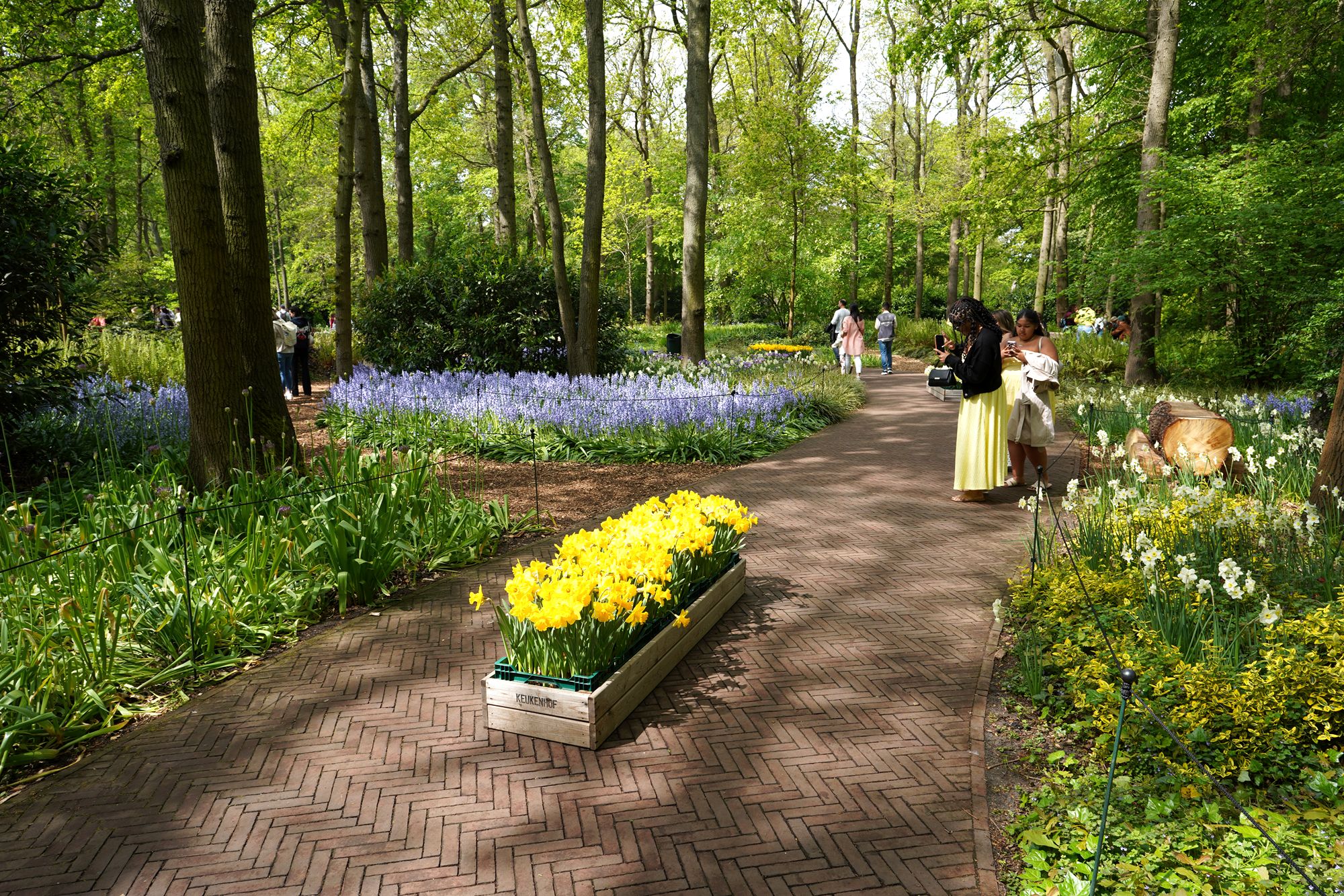 Tulip Garden I (102)