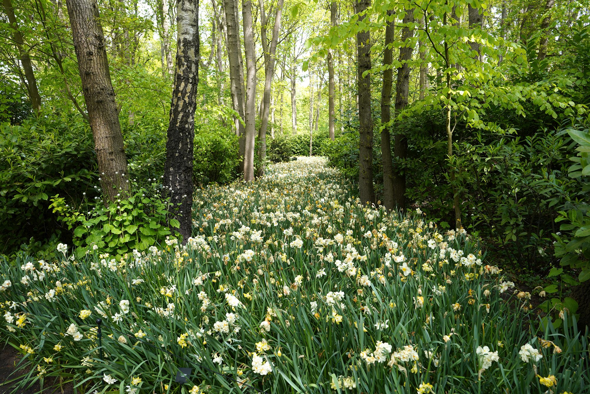 Tulip Garden I (104)