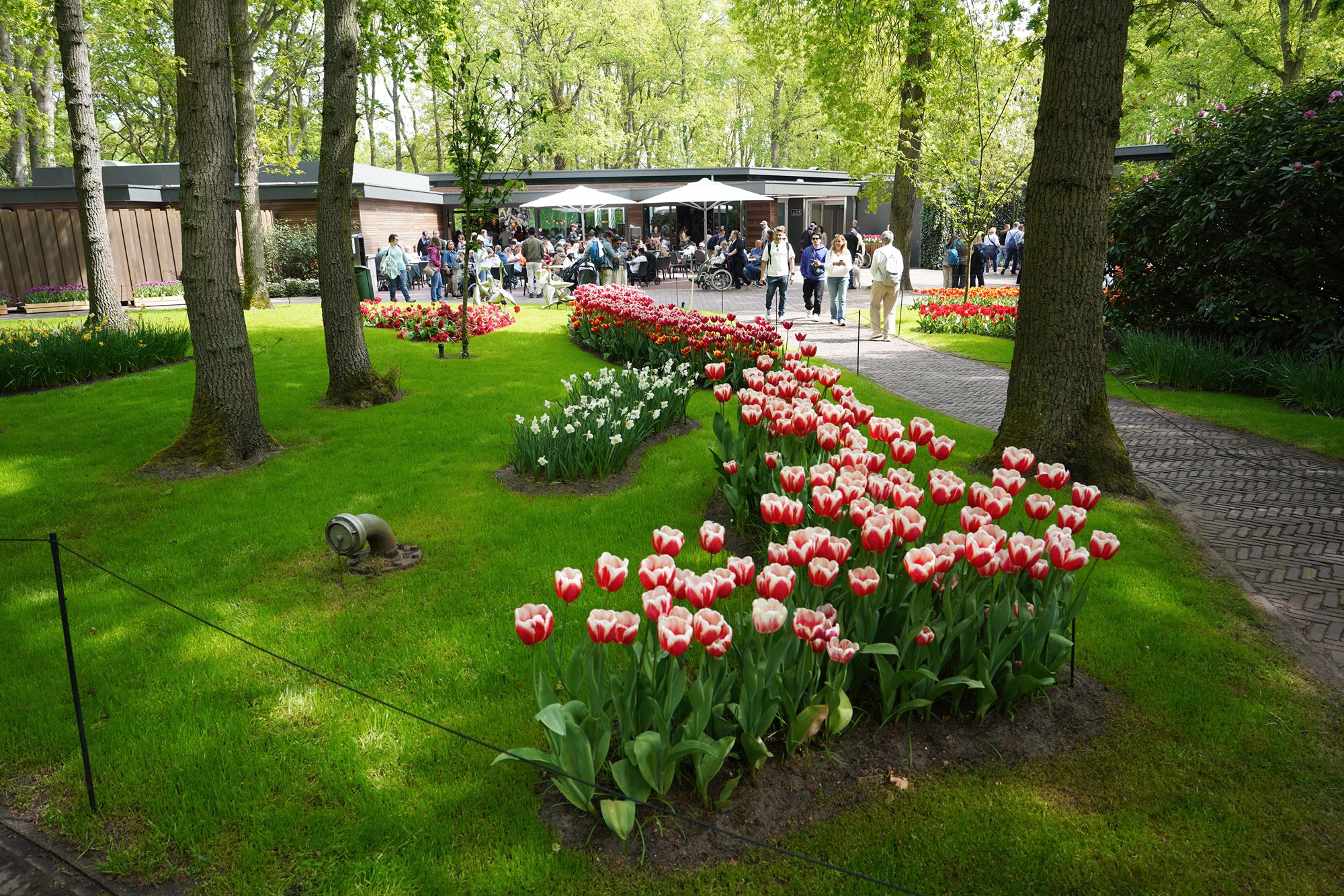 Tulip Garden I (105)