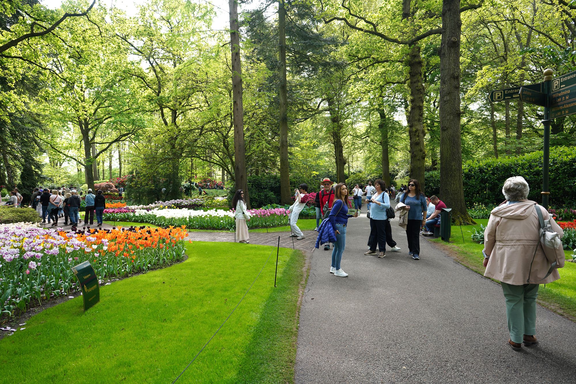 Tulip Garden I (106)