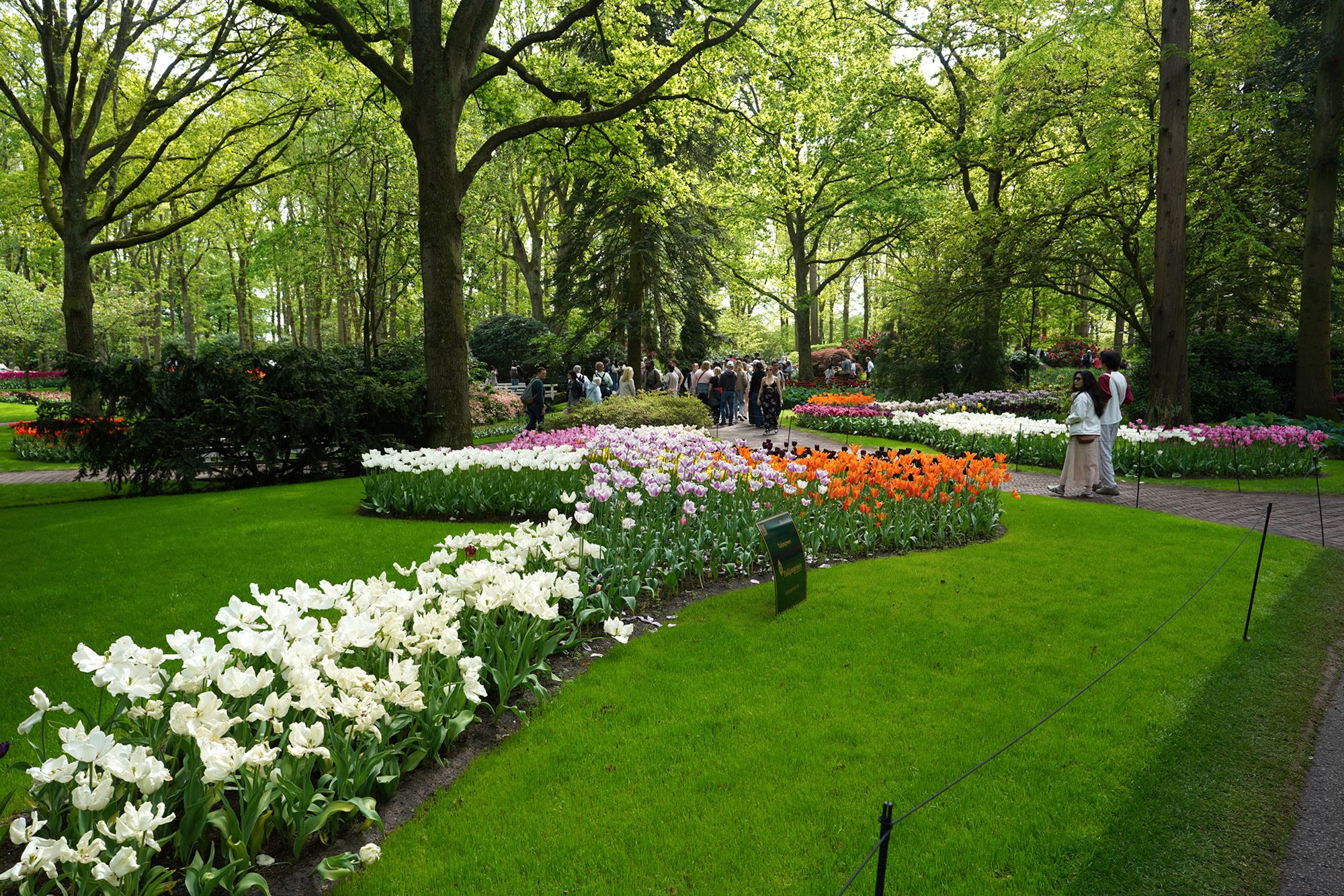 Tulip Garden I (107)