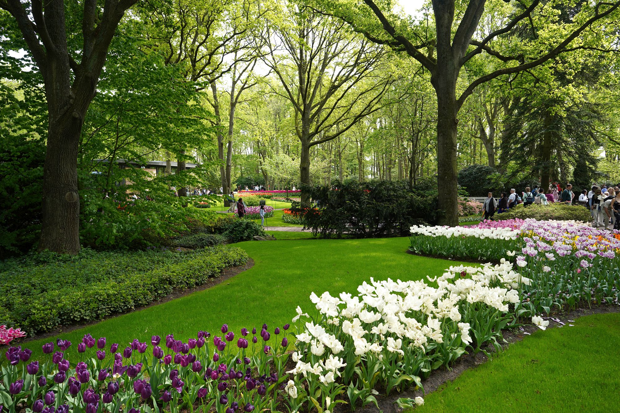 Tulip Garden I (108)
