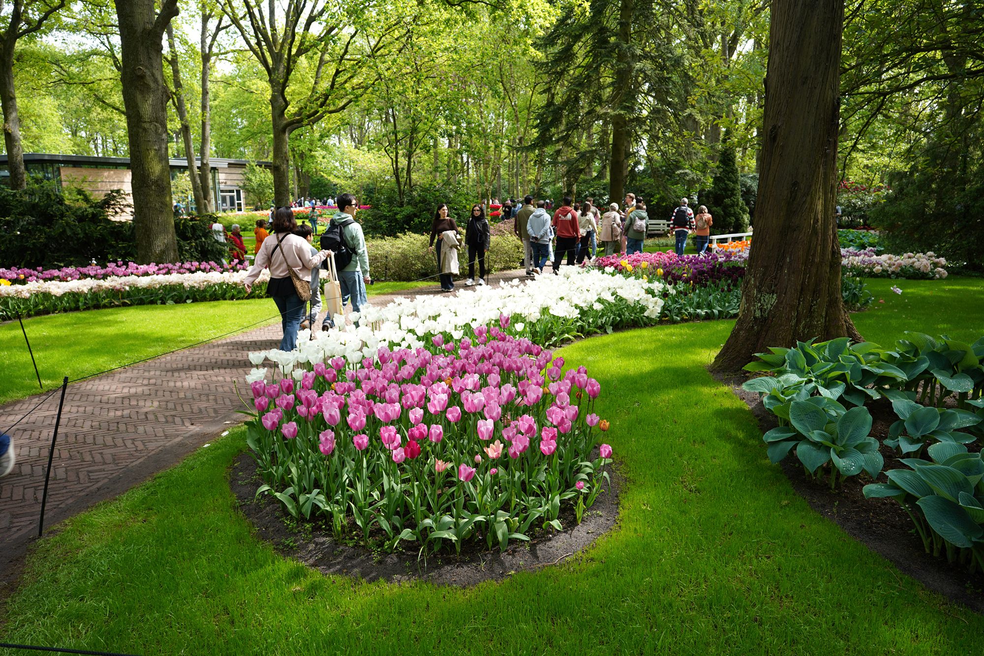 Tulip Garden I (109)