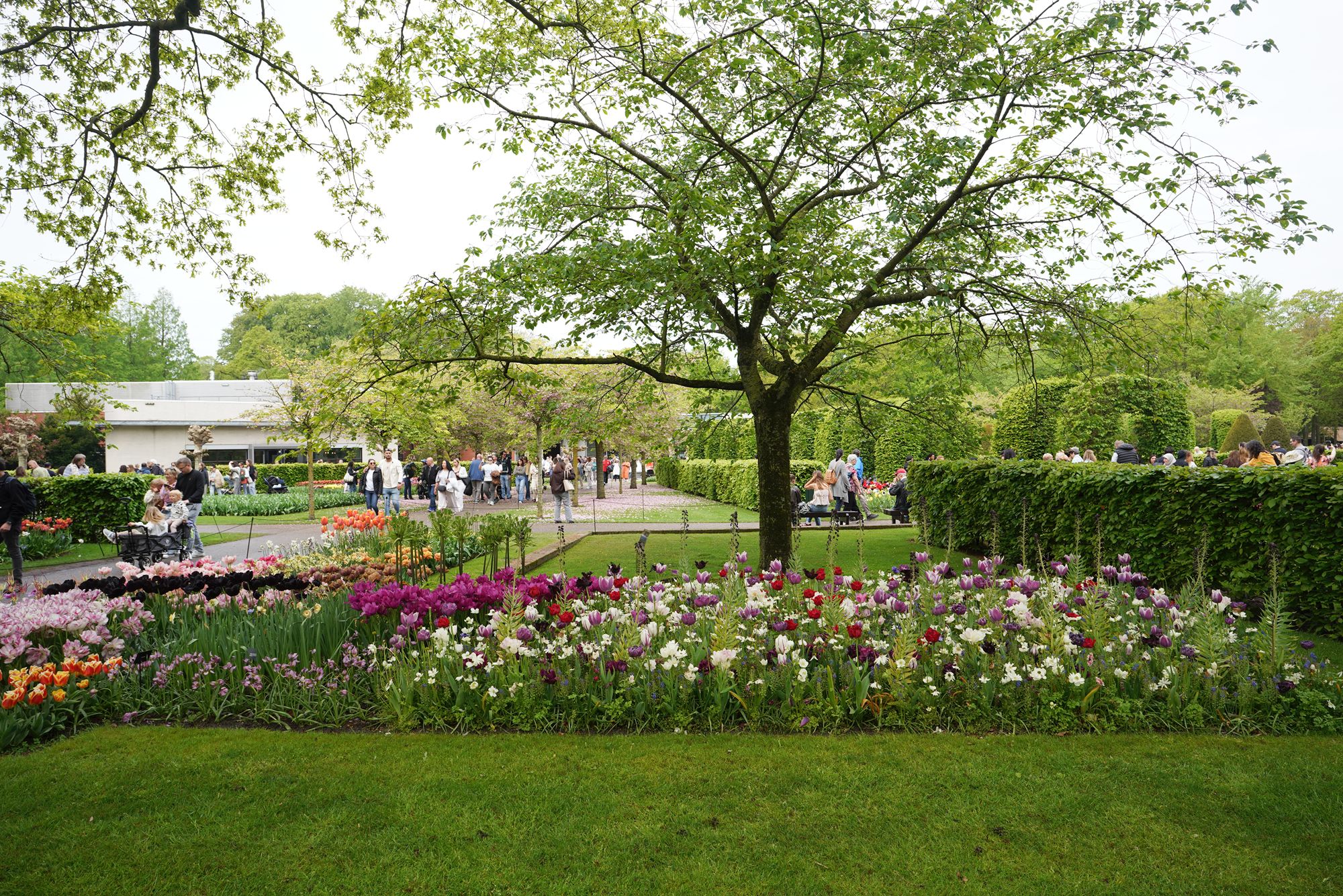 Tulip Garden I (11)