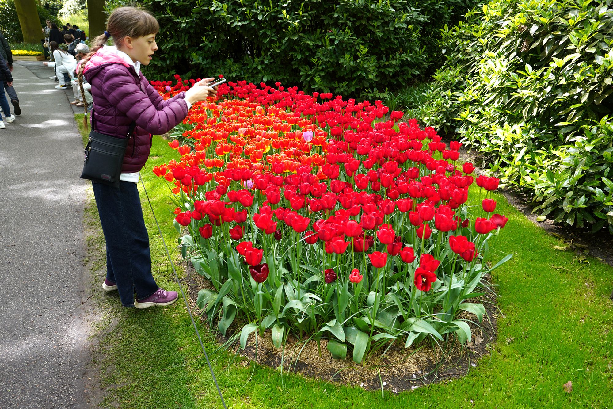 Tulip Garden I (110)