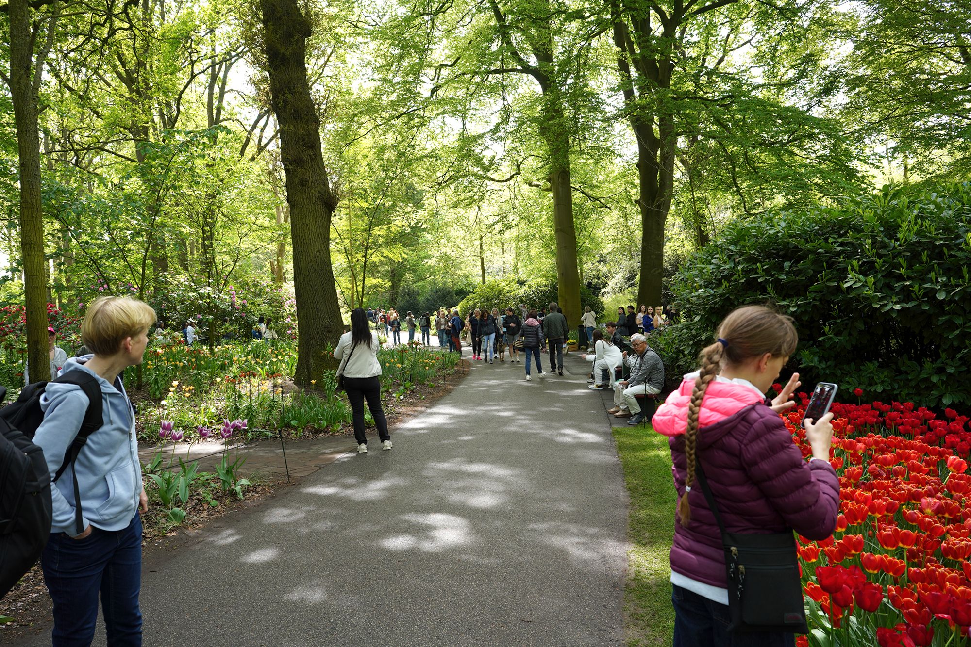 Tulip Garden I (111)