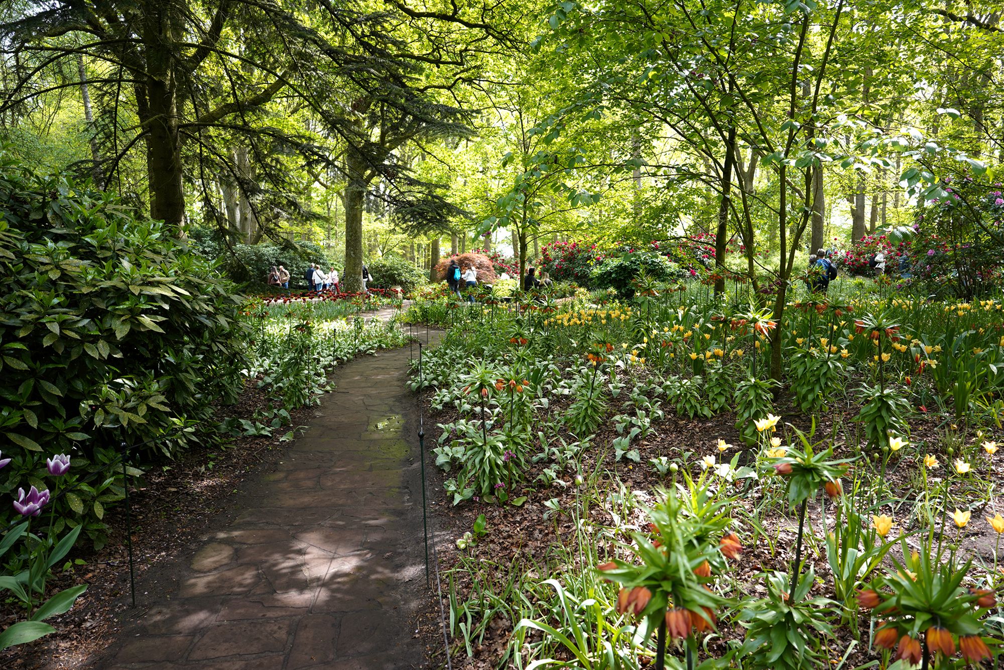 Tulip Garden I (112)