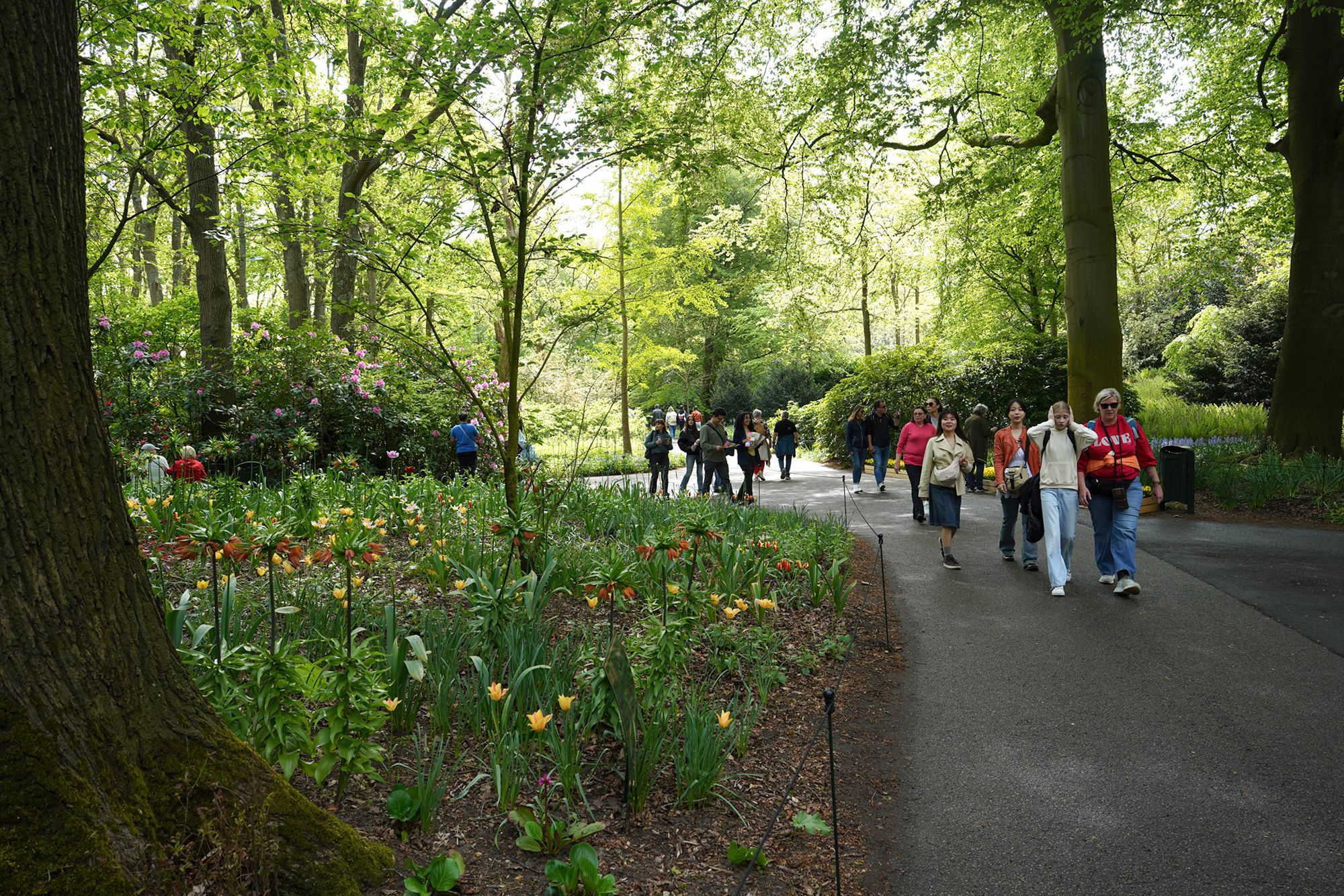 Tulip Garden I (113)