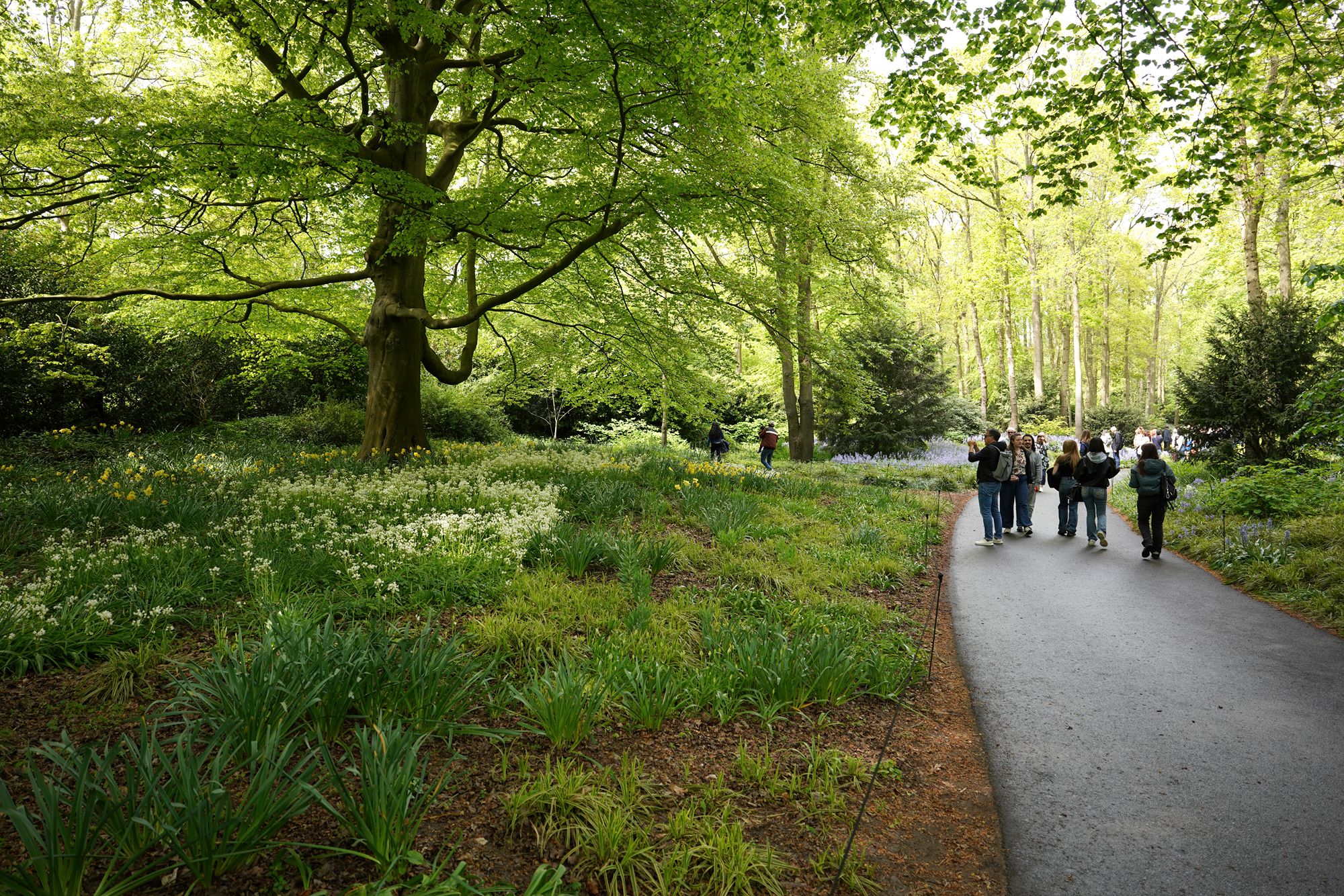 Tulip Garden I (114)