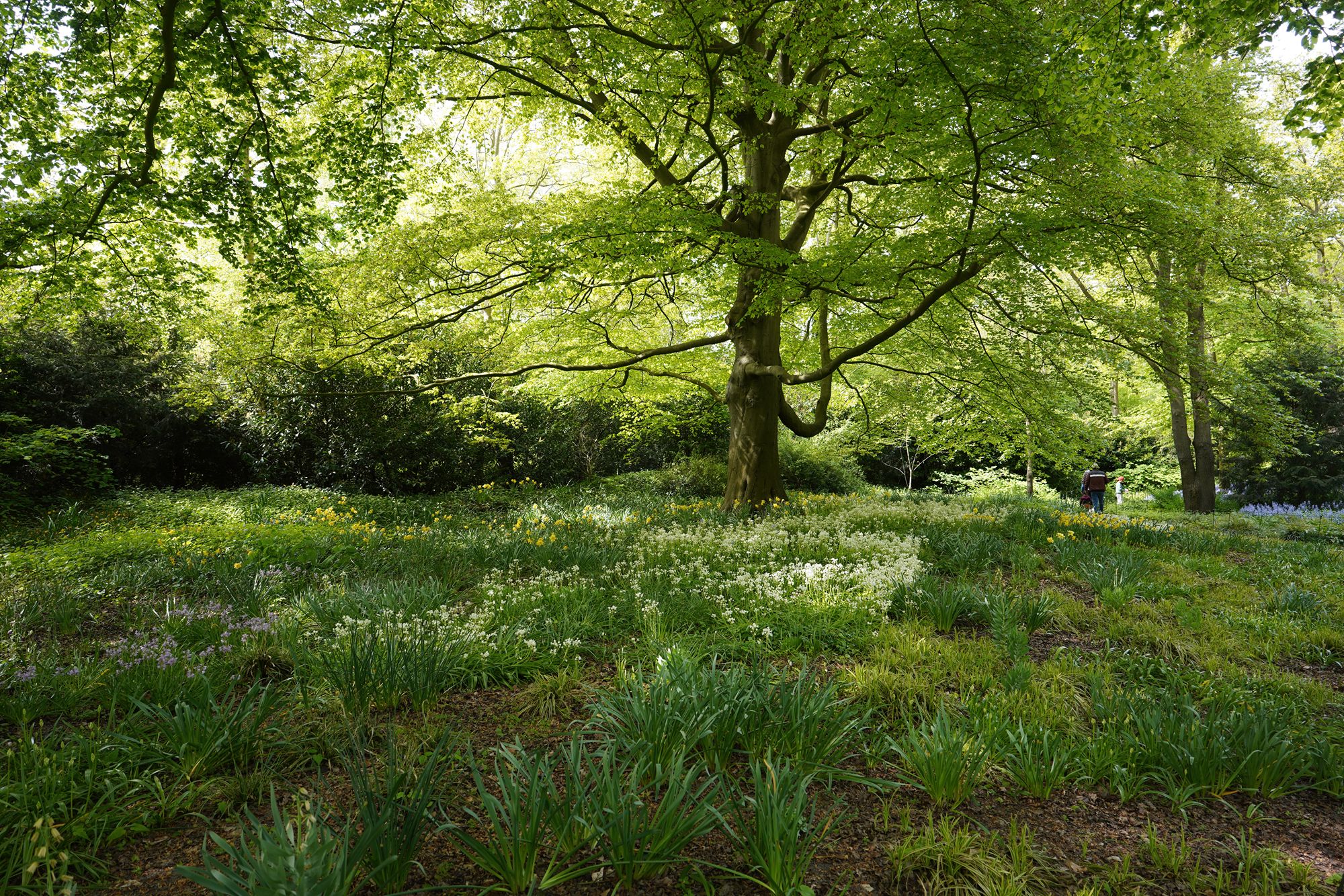 Tulip Garden I (115)