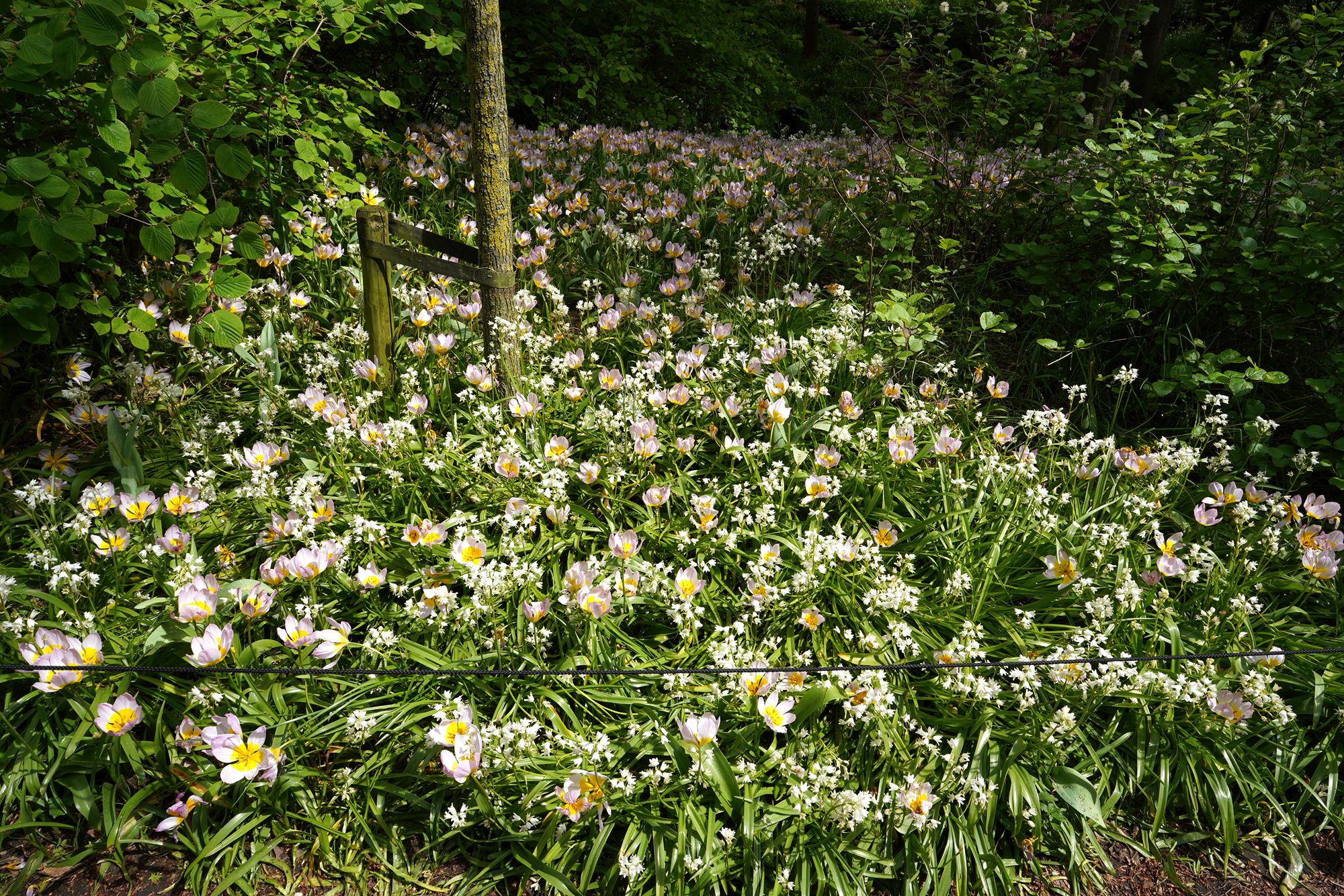 Tulip Garden I (116)