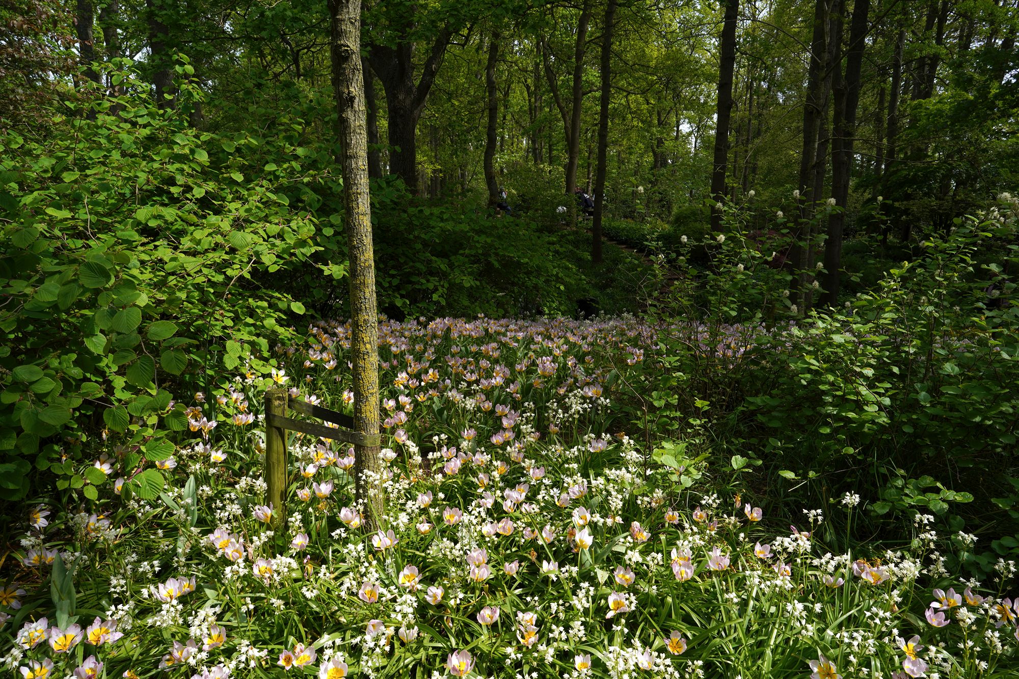 Tulip Garden I (117)
