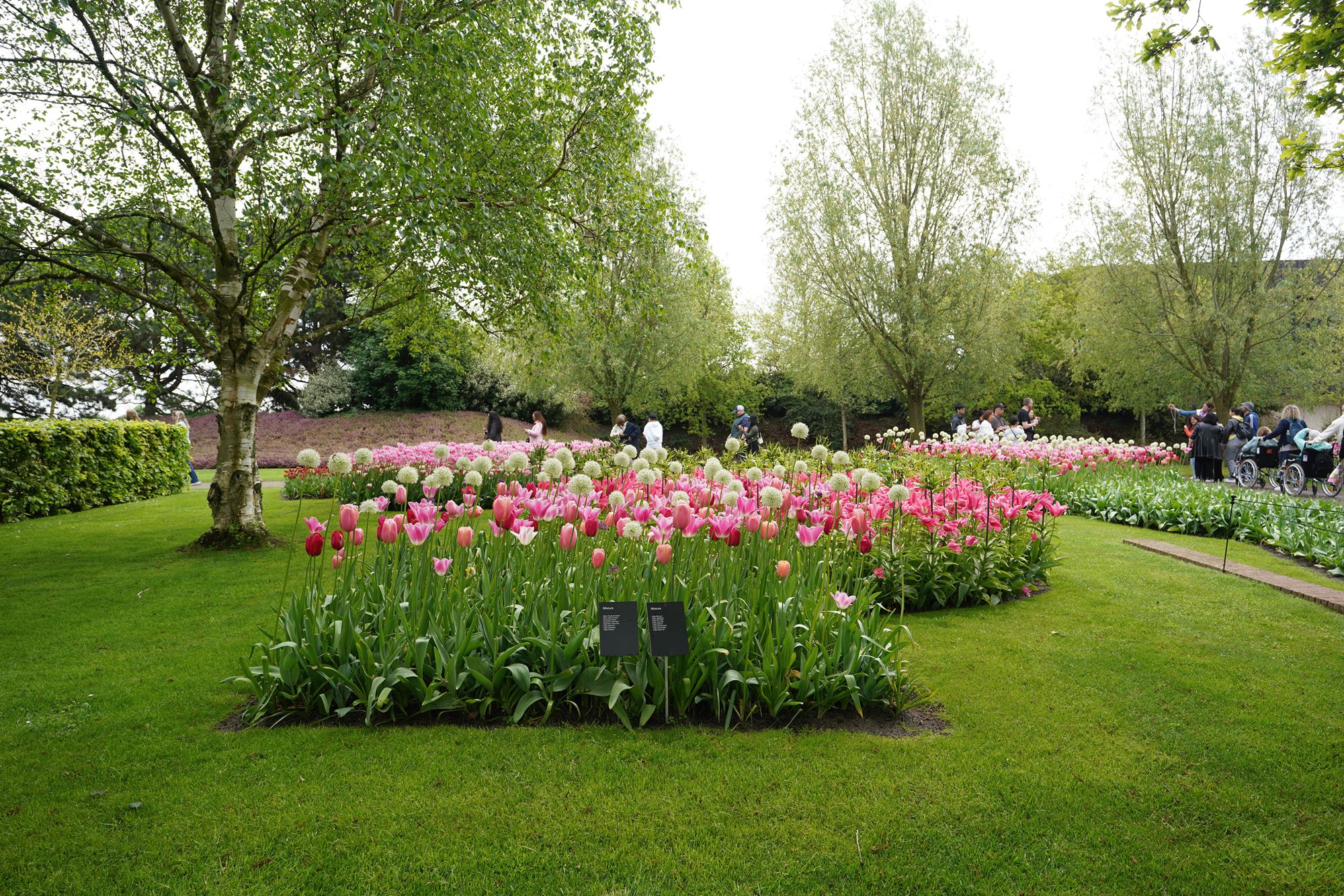 Tulip Garden I (13)