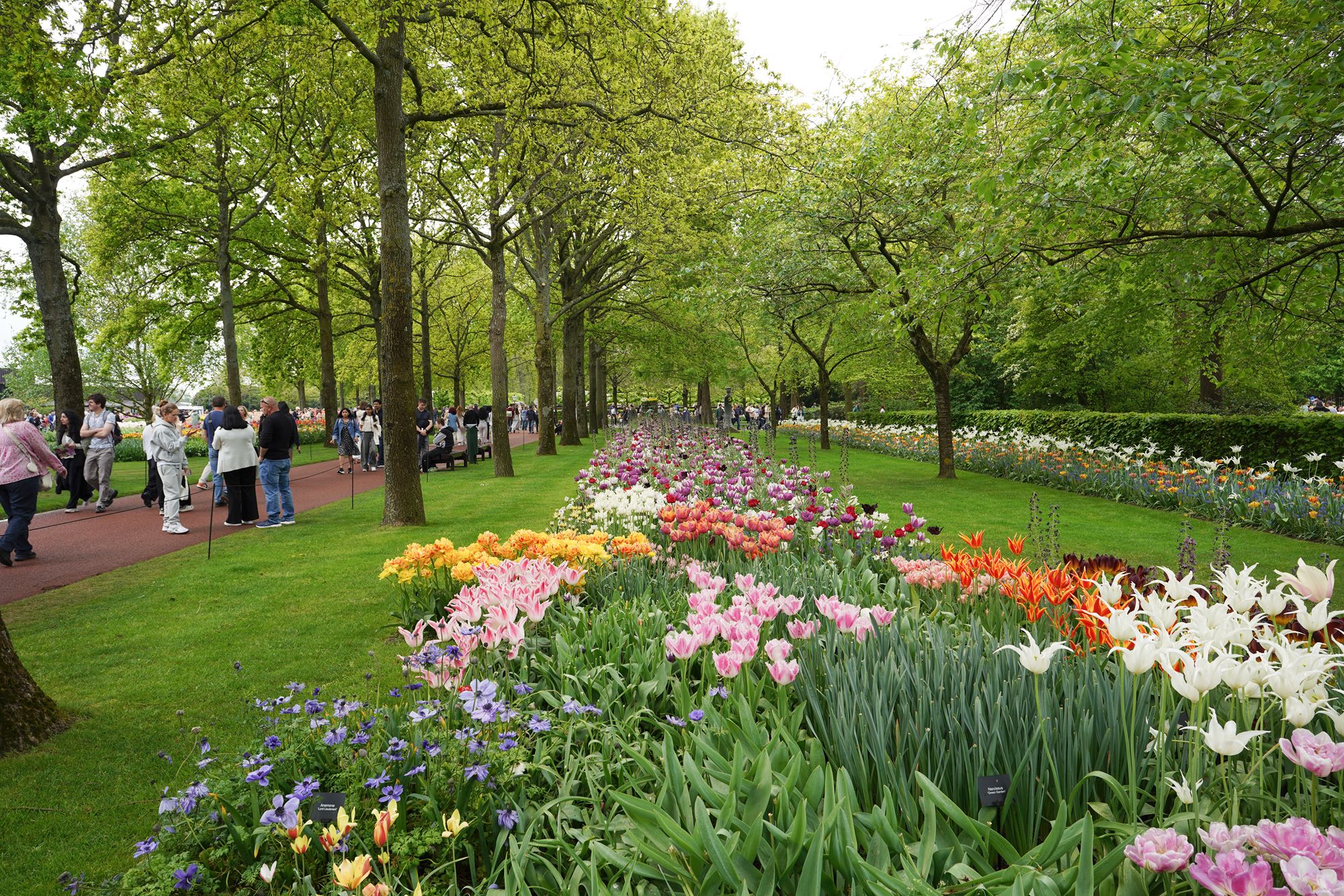 Tulip Garden I (14)