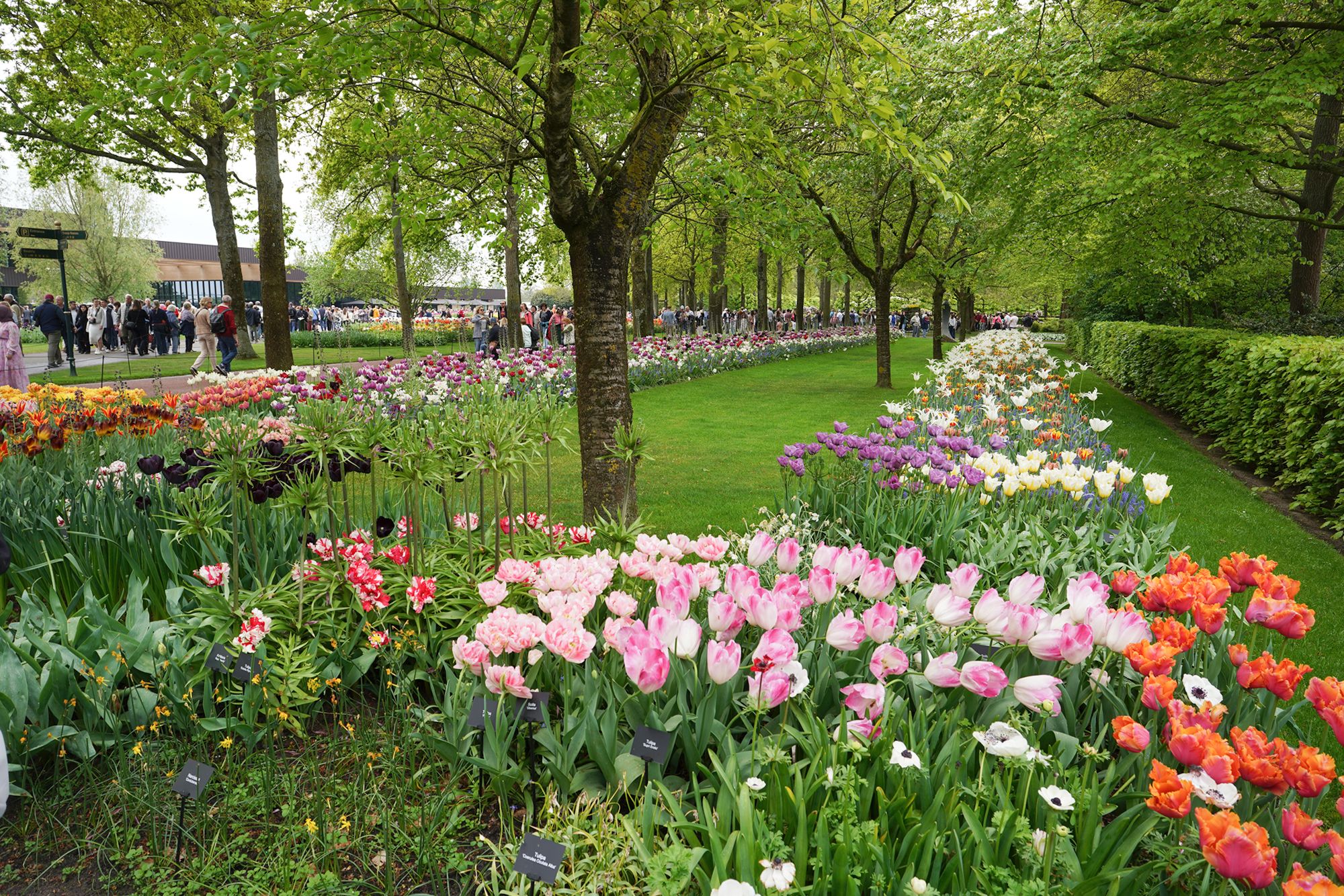 Tulip Garden I (15)