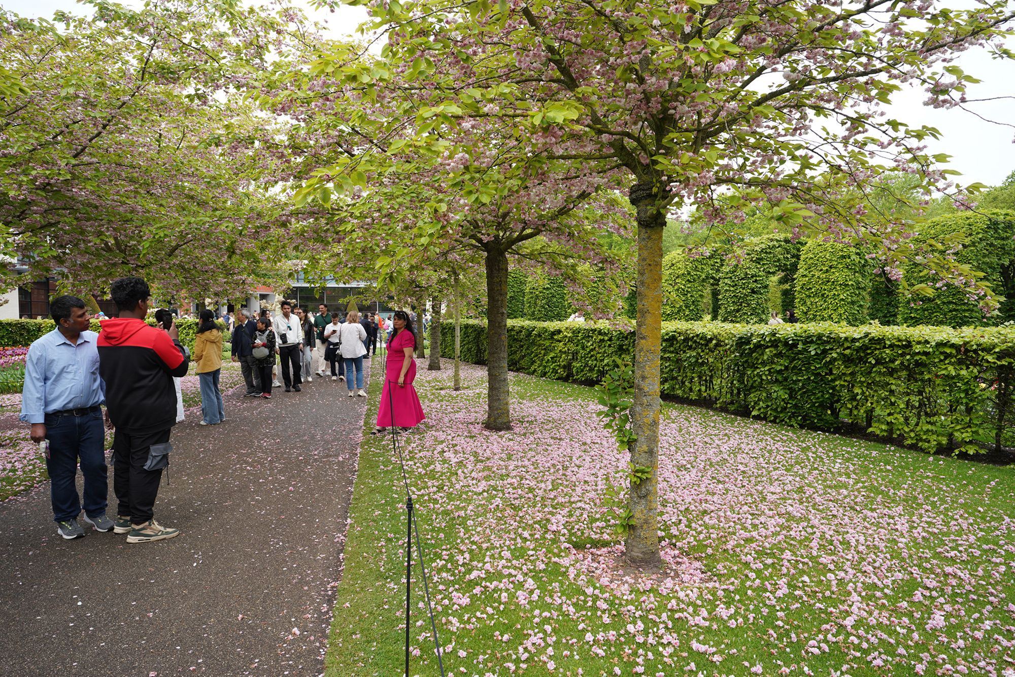 Tulip Garden I (17)