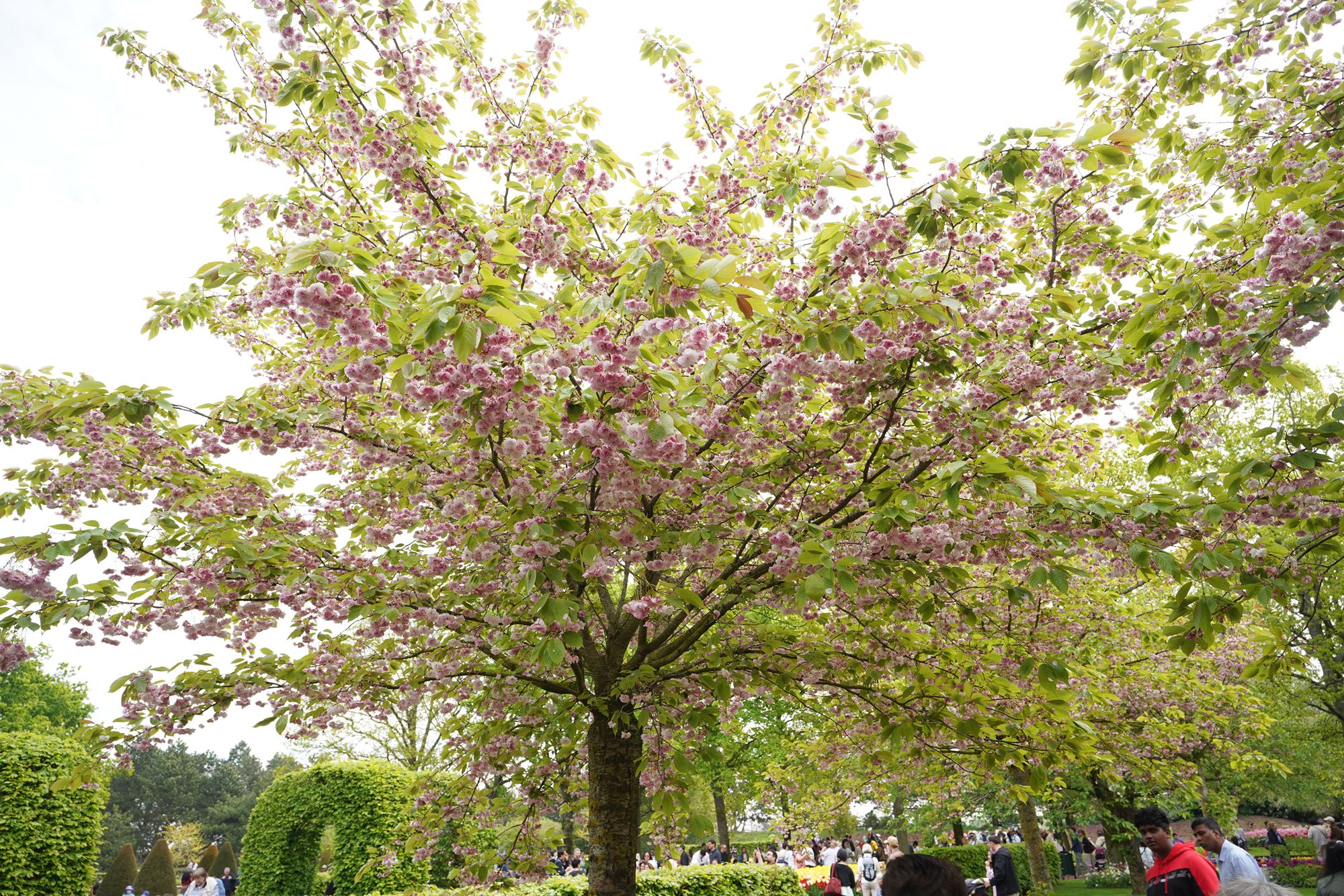 Tulip Garden I (18)