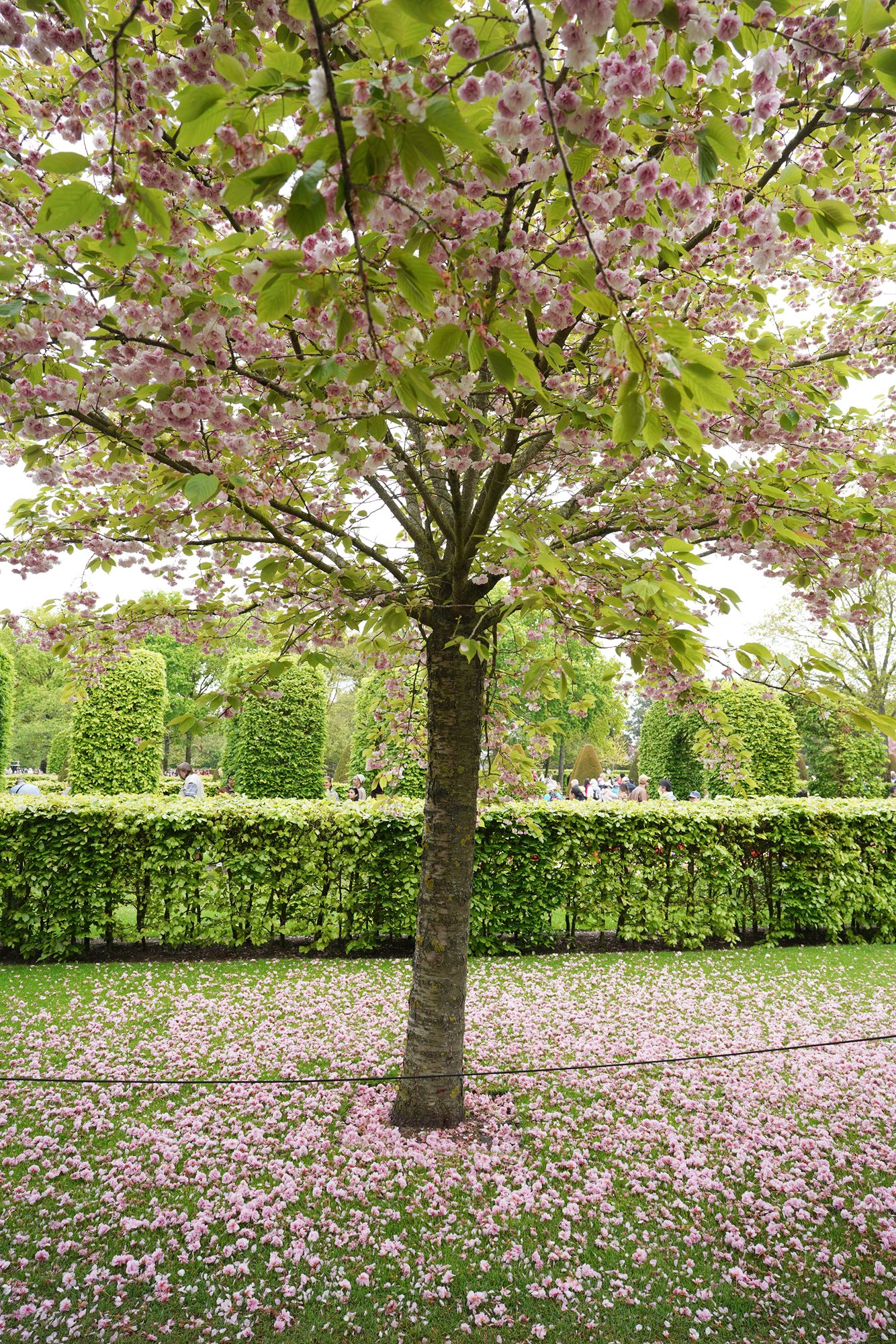 Tulip Garden I (20)