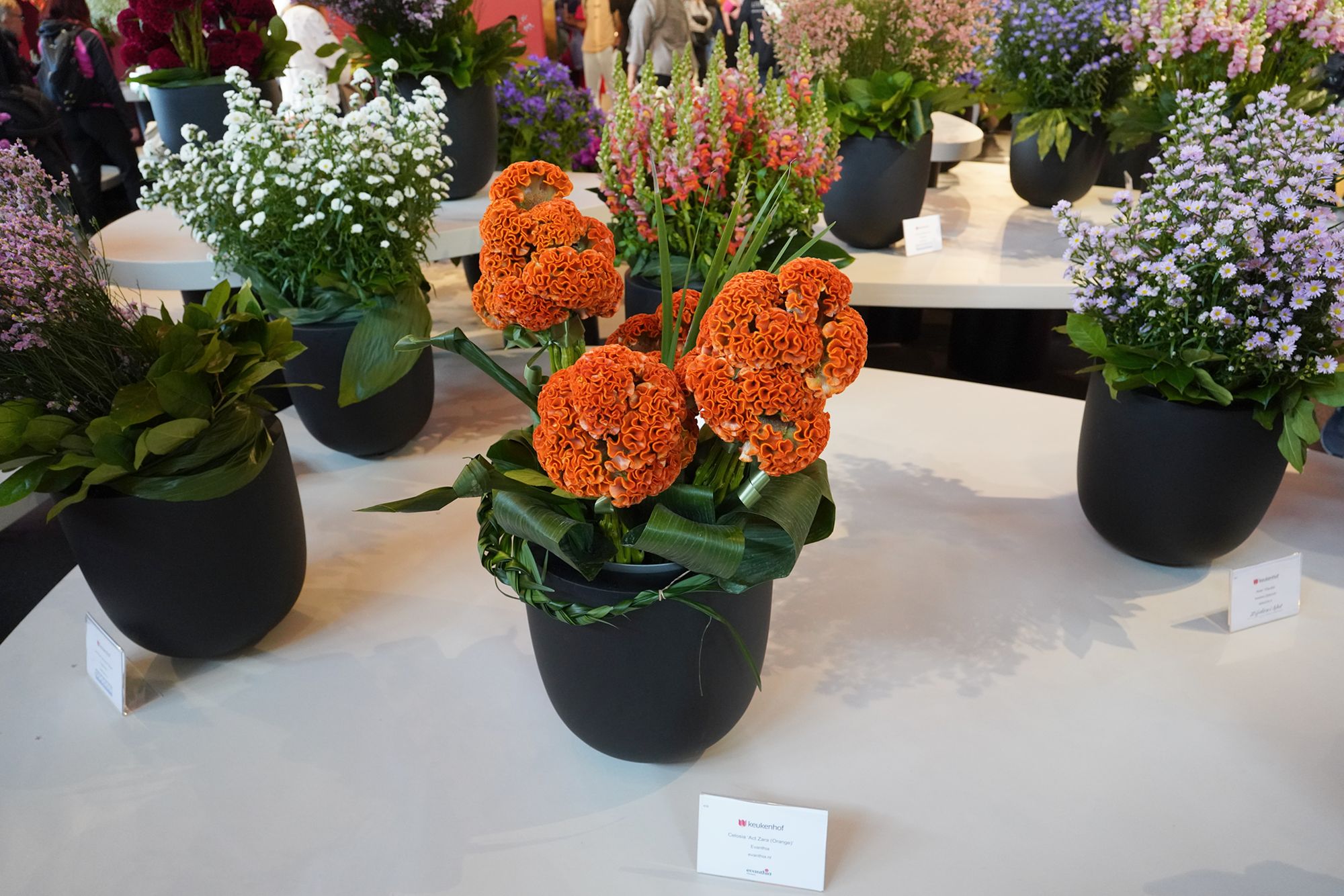 Tulip Garden I (26)
