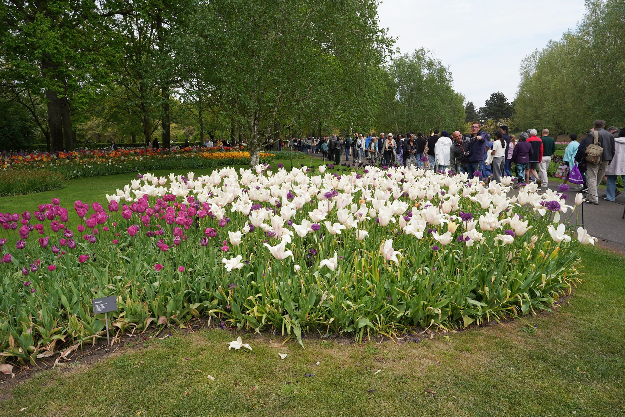 Tulip Garden I (3)