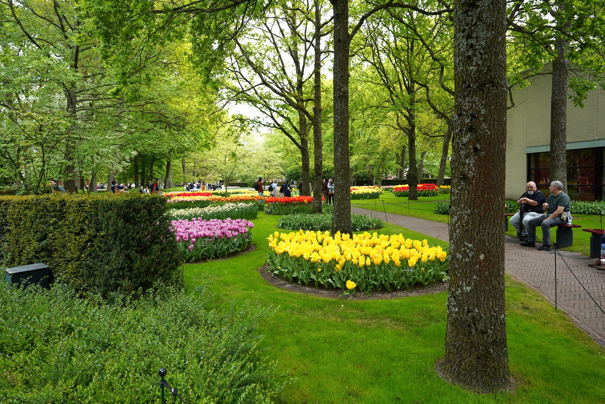 Tulip Garden I (39)