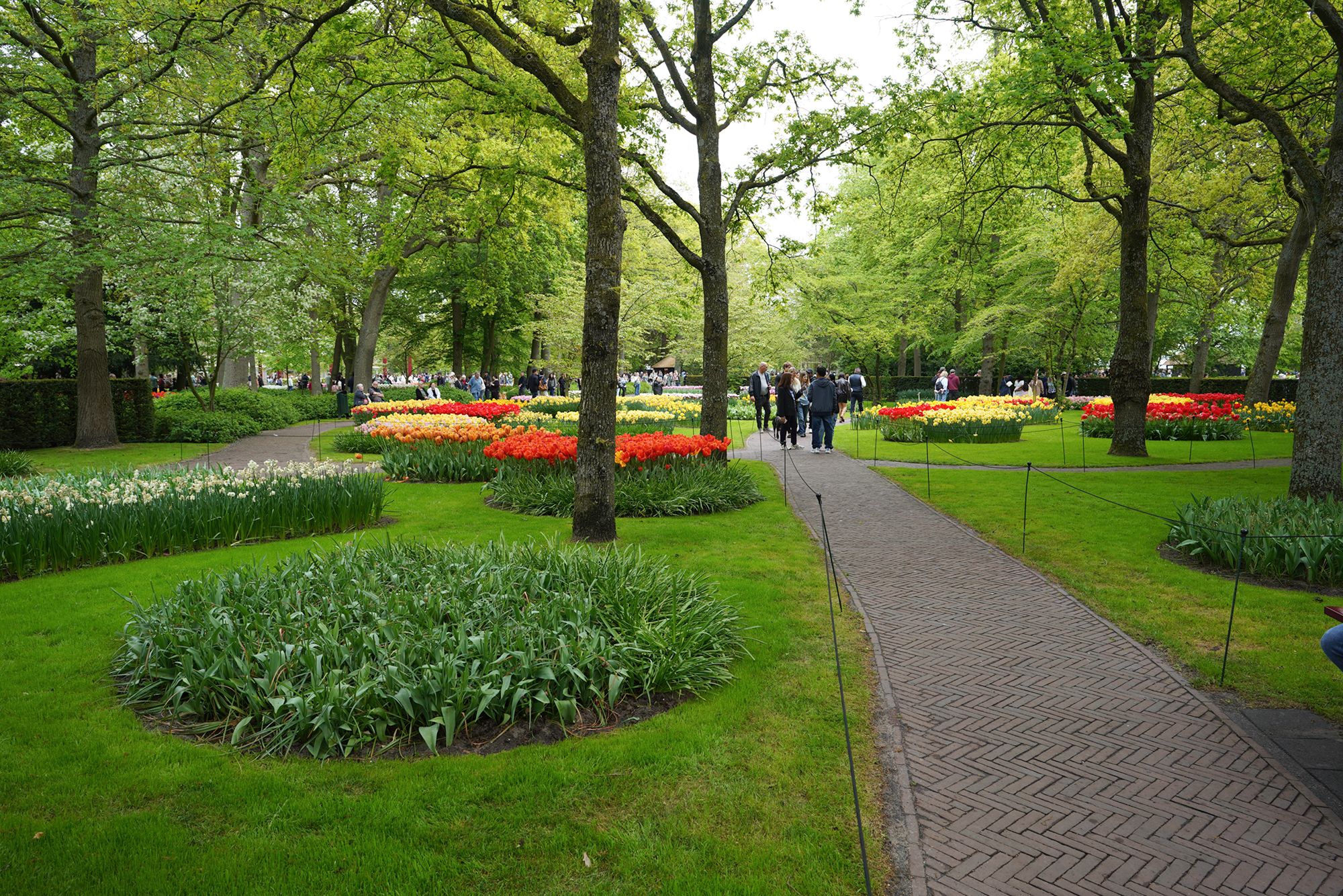 Tulip Garden I (41)