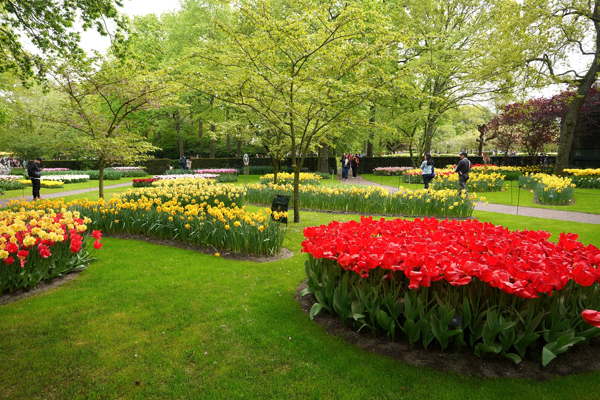 Tulip Garden I (44)