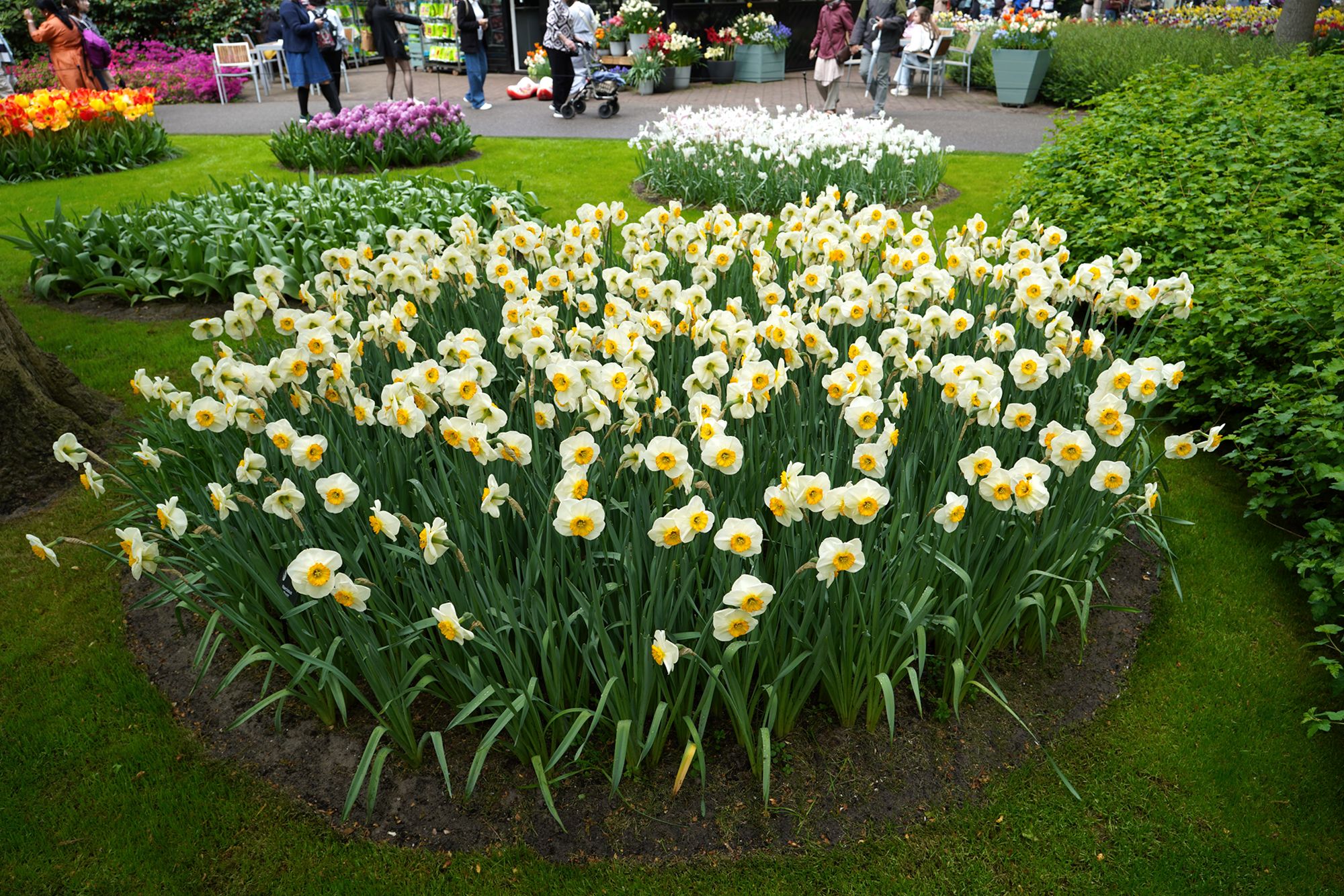 Tulip Garden I (46)