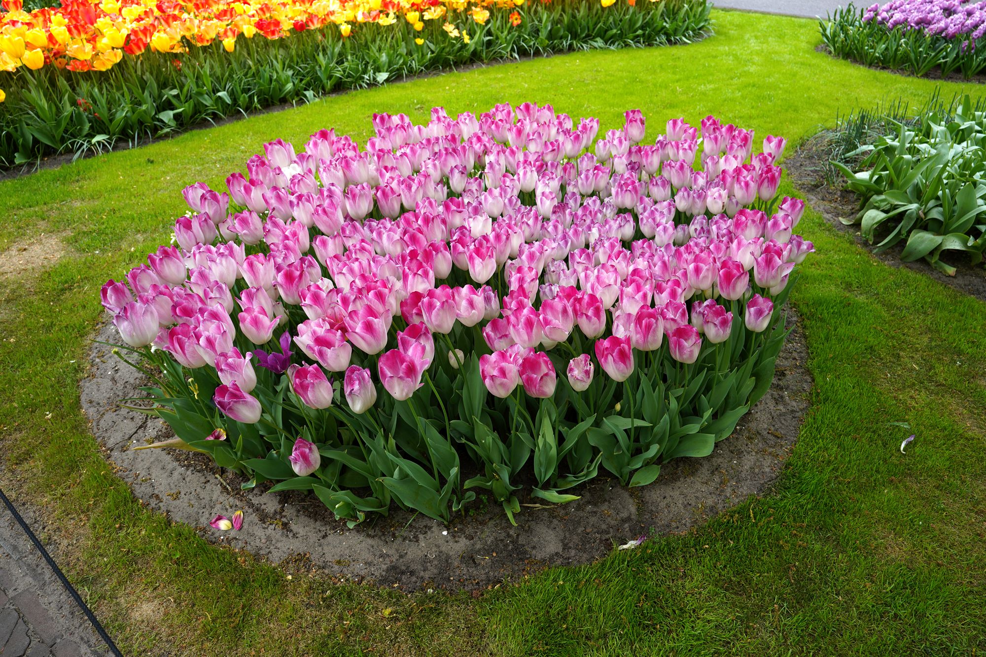 Tulip Garden I (47)
