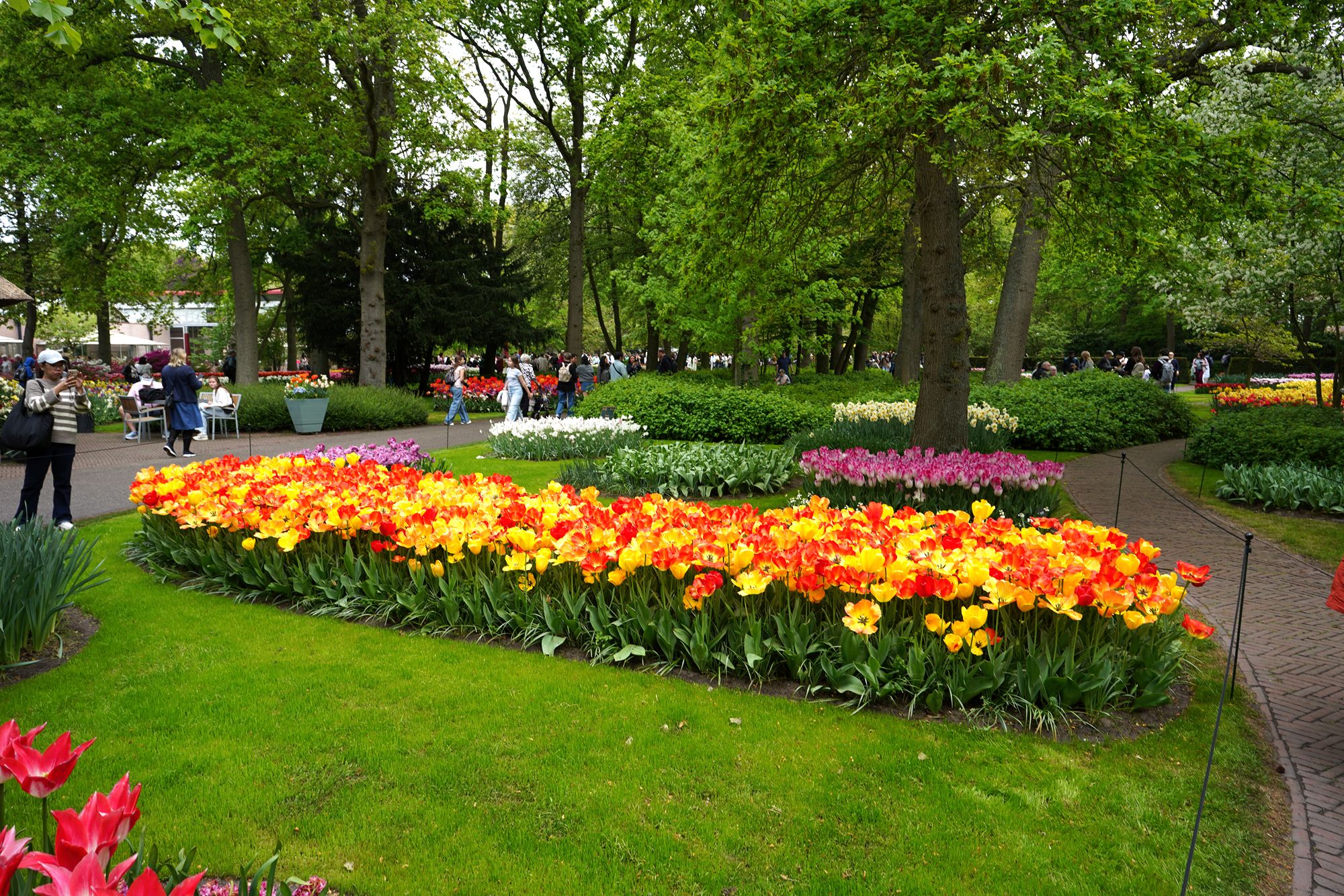 Tulip Garden I (49)