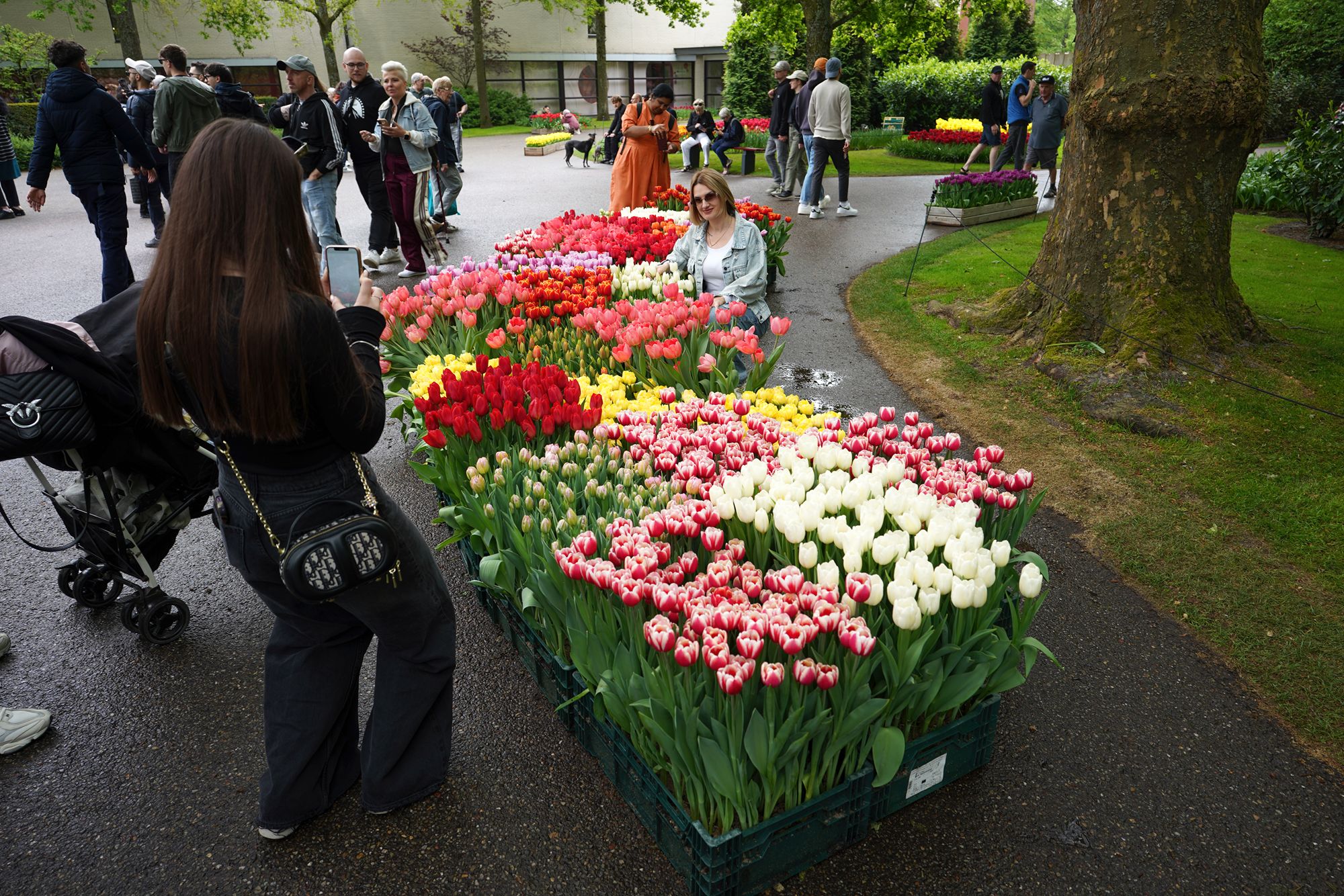 Tulip Garden I (52)