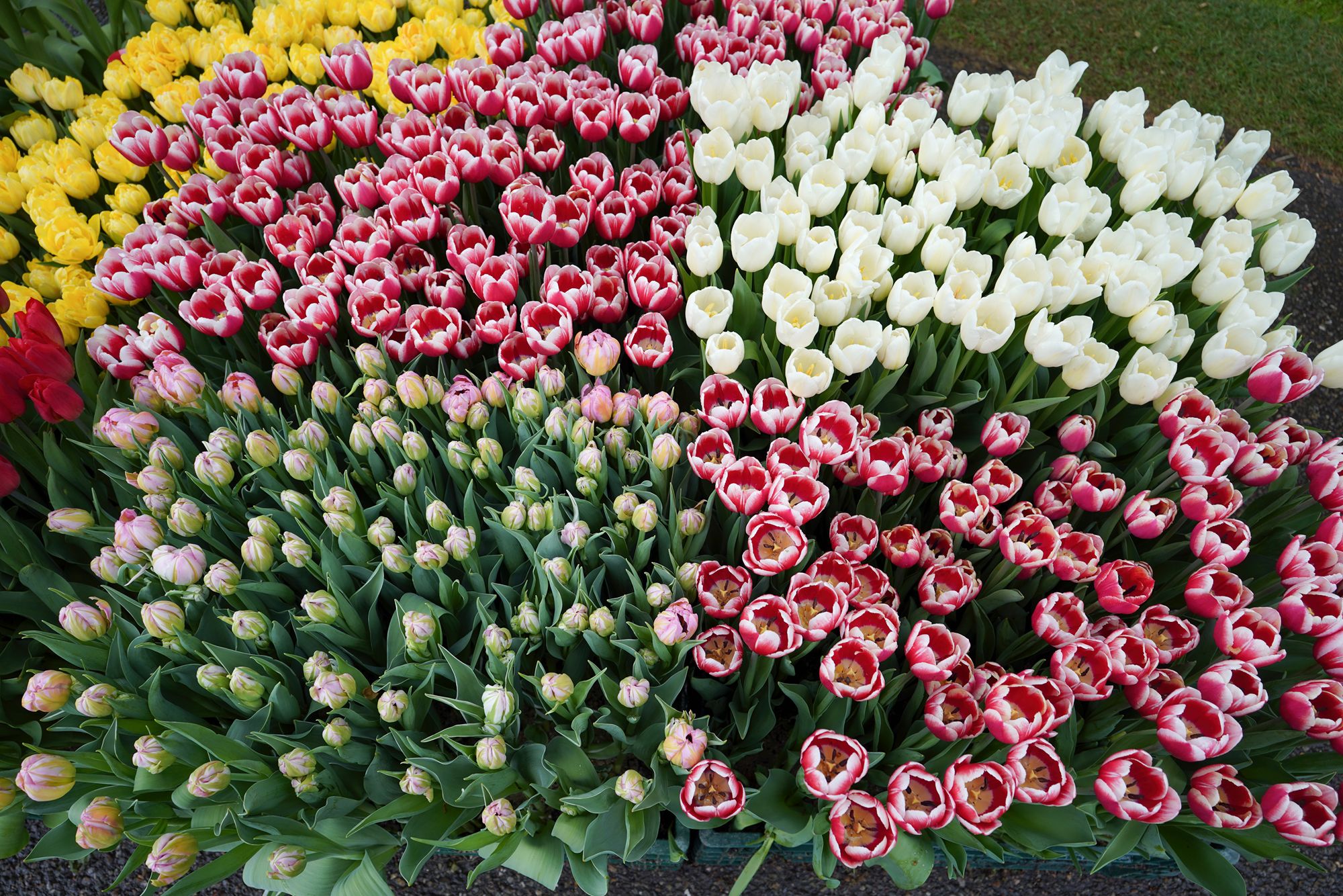 Tulip Garden I (53)