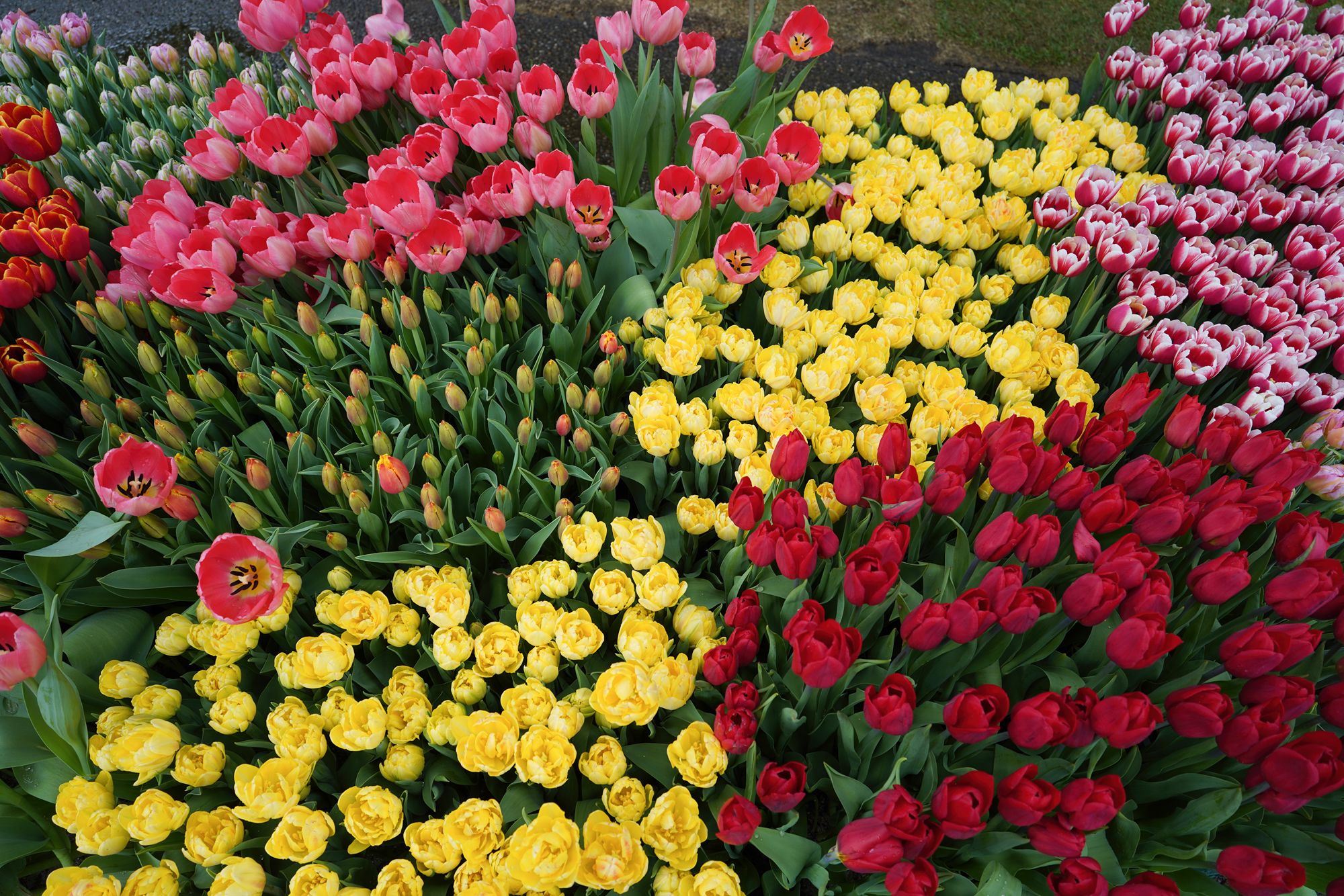 Tulip Garden I (54)