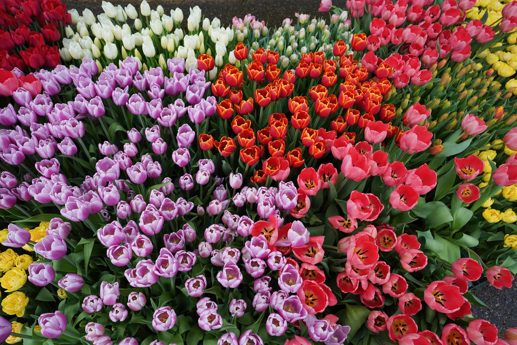 Tulip Garden I (55)