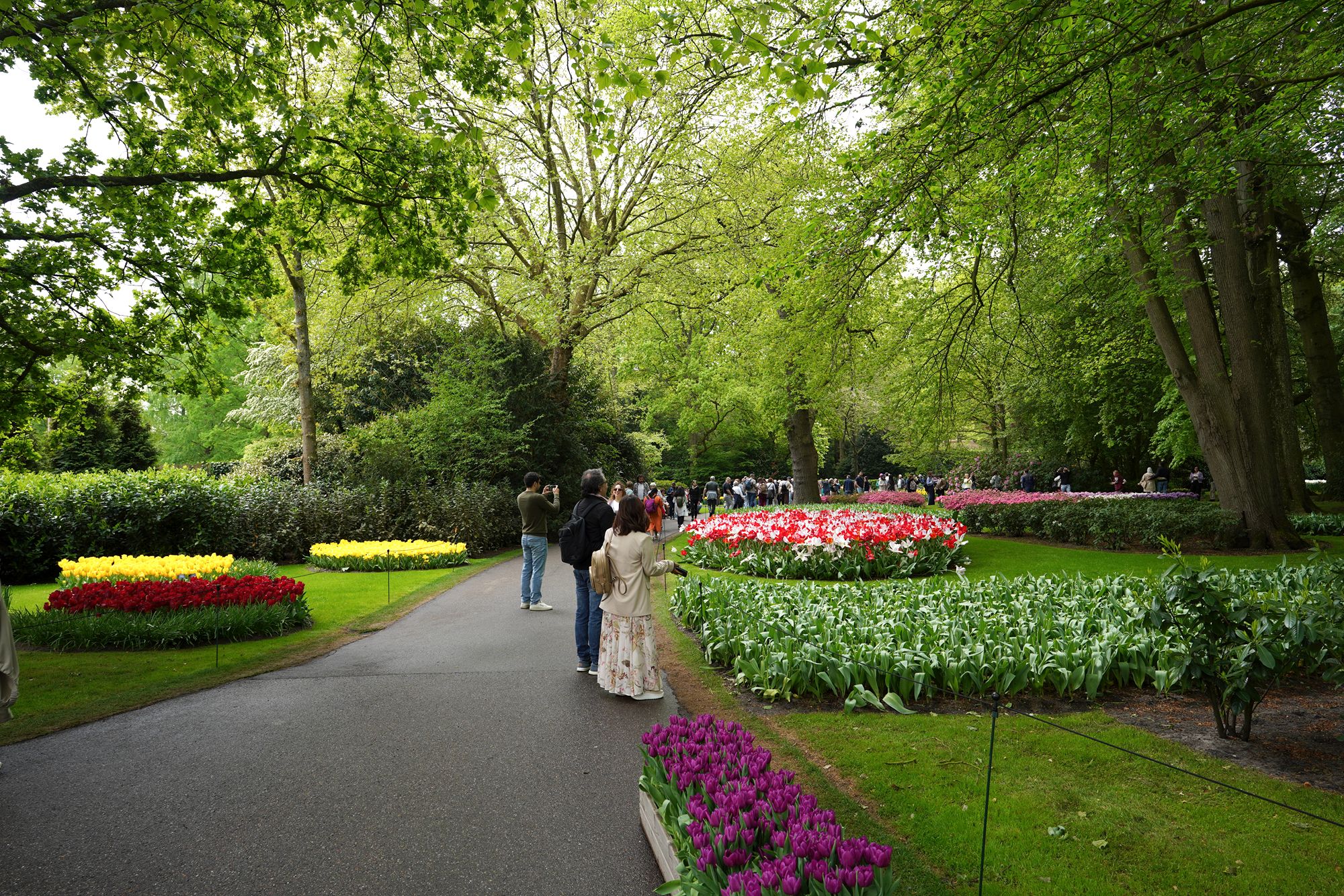 Tulip Garden I (56)
