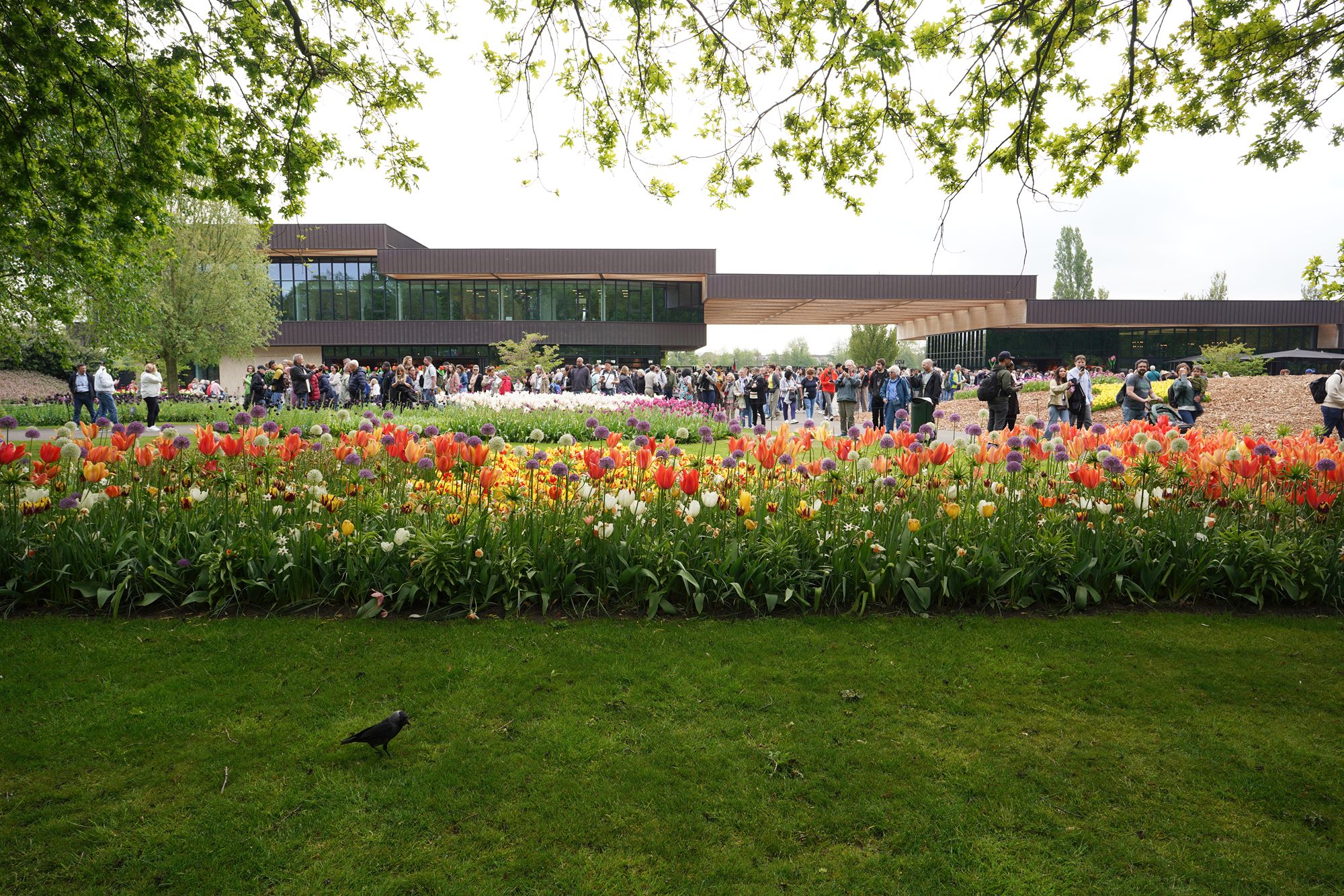 Tulip Garden I (6)