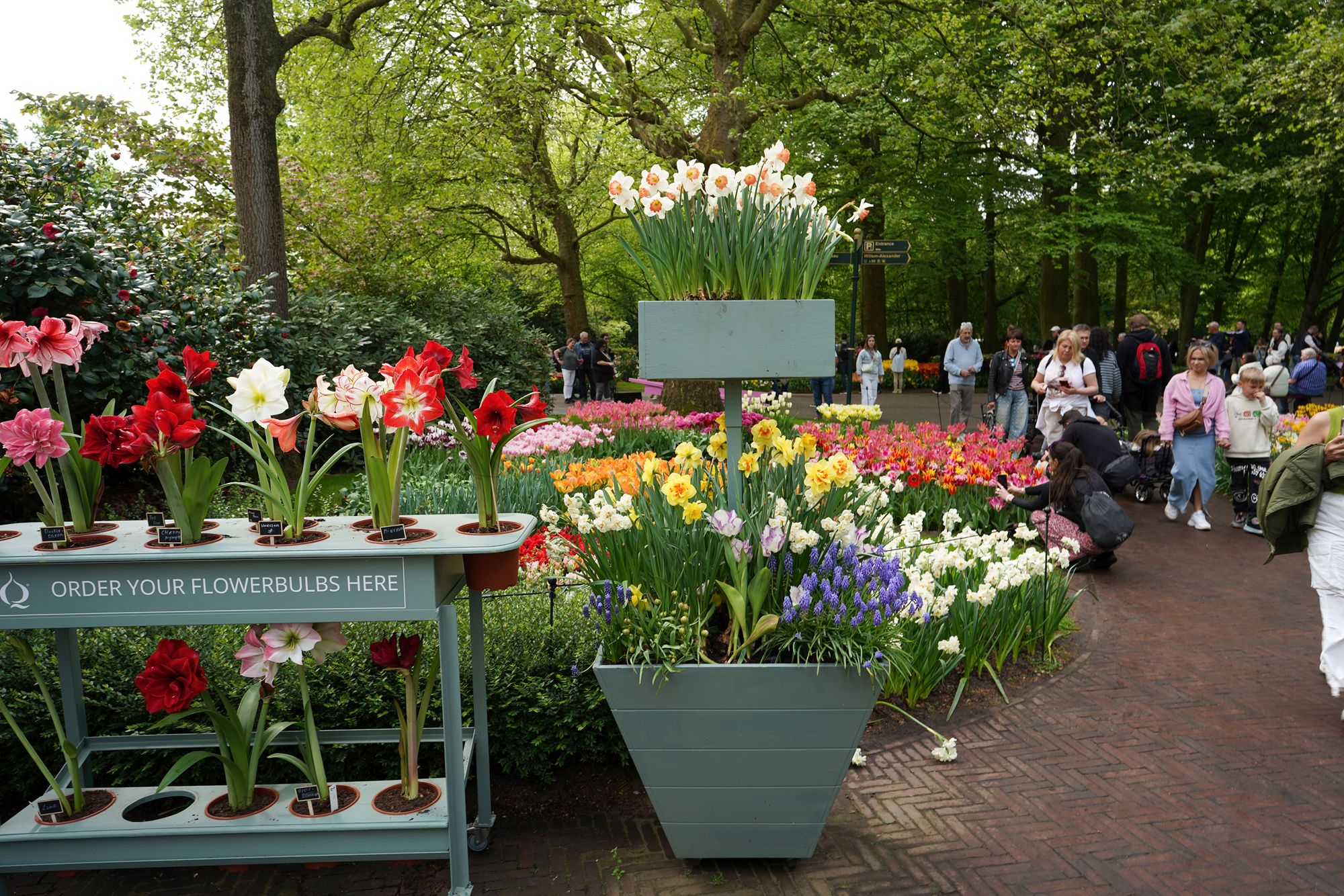 Tulip Garden I (61)