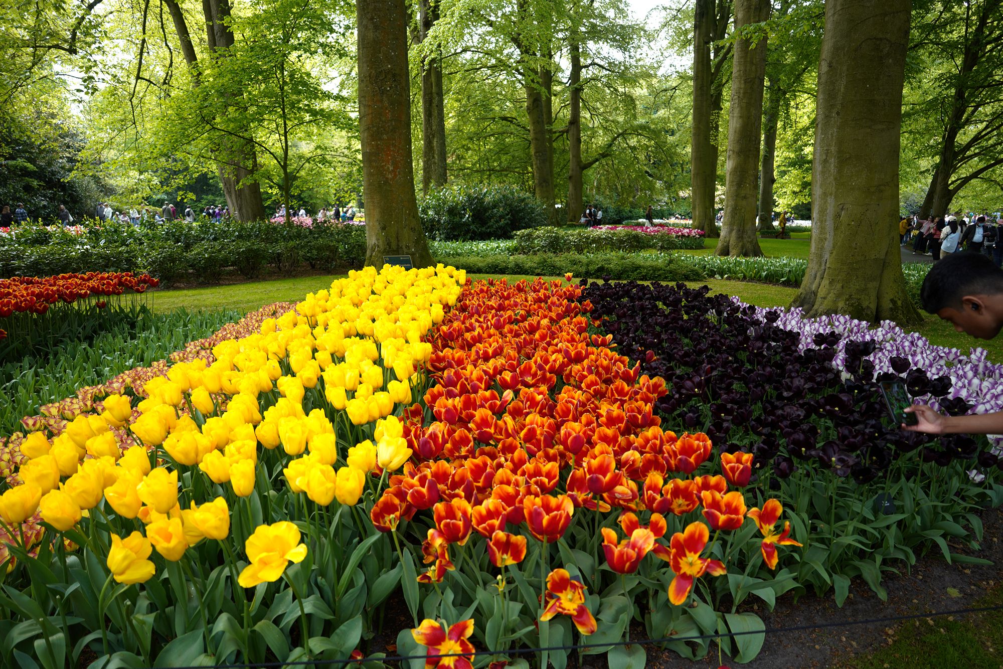 Tulip Garden I (62)