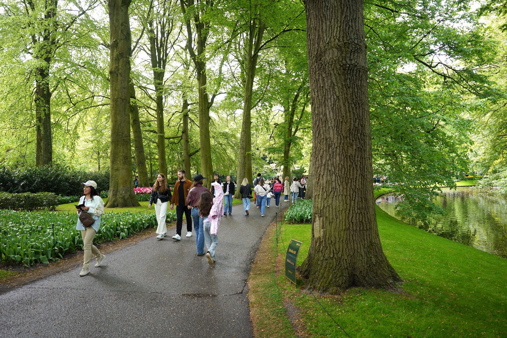 Tulip Garden I (64)