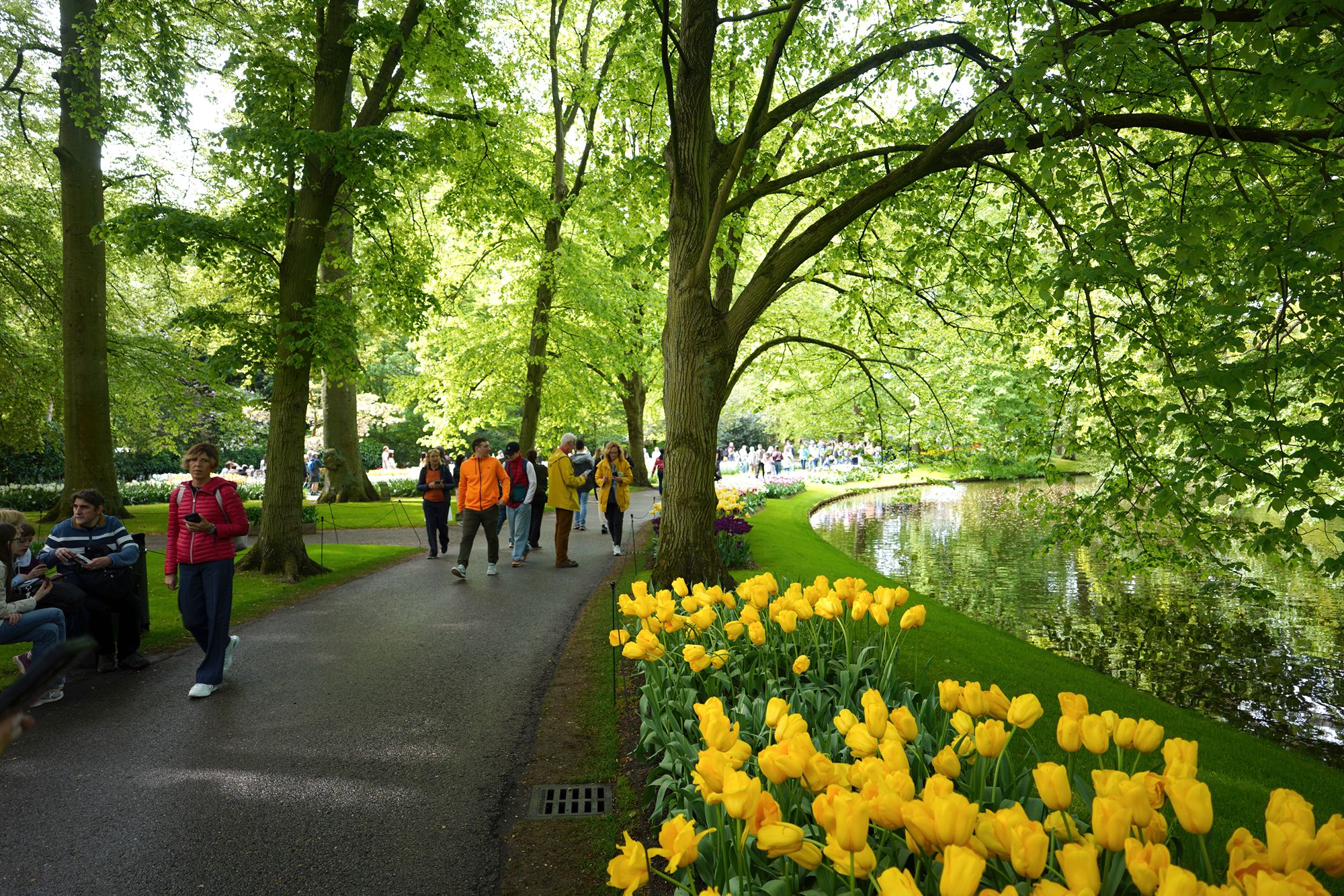 Tulip Garden I (66)