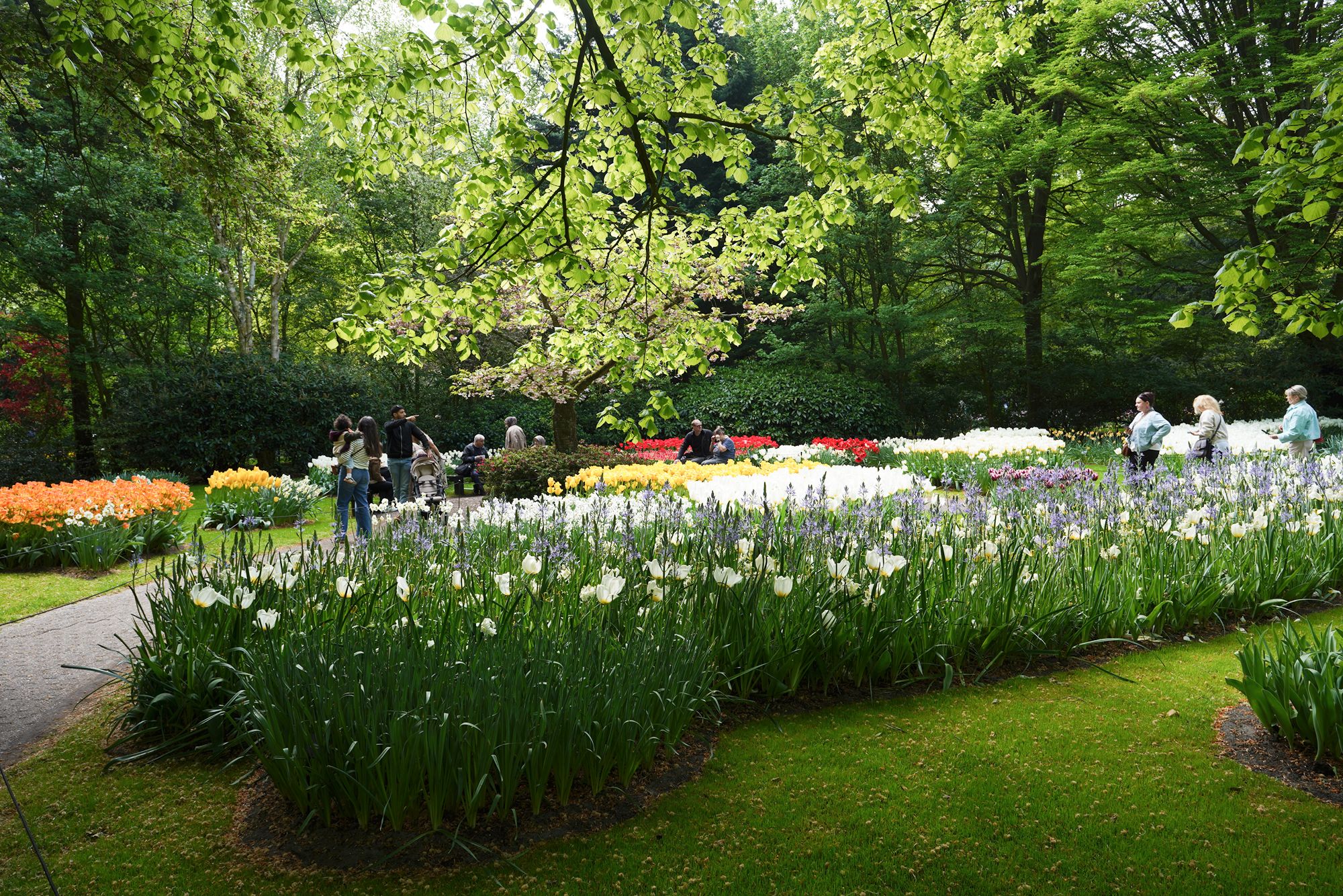 Tulip Garden I (67)